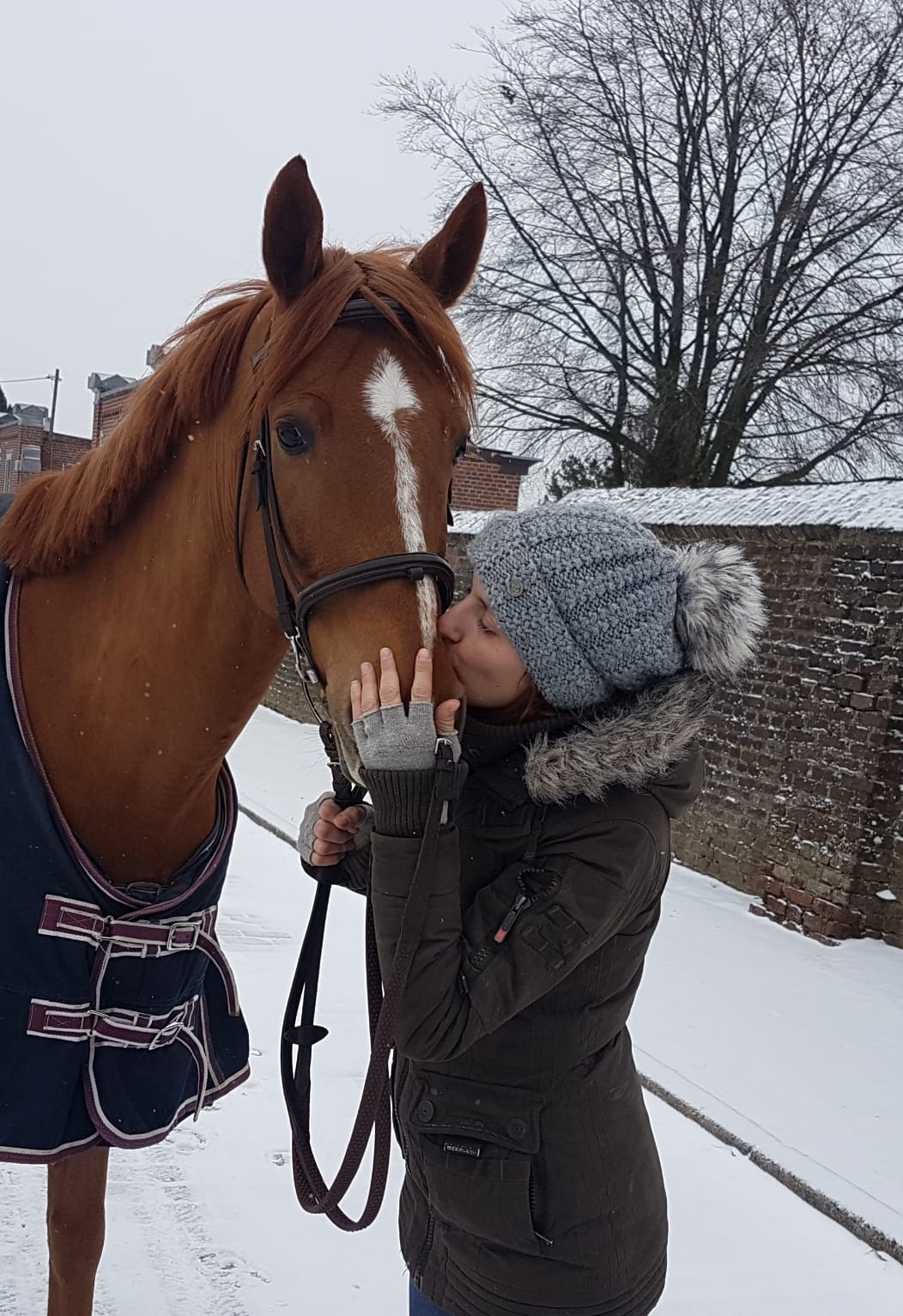 Courcelles: elle lance un appel pour sauver son cheval 