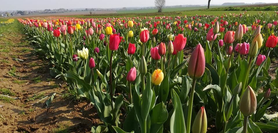 « Nos fleurs à couper »: deux nouveaux champs