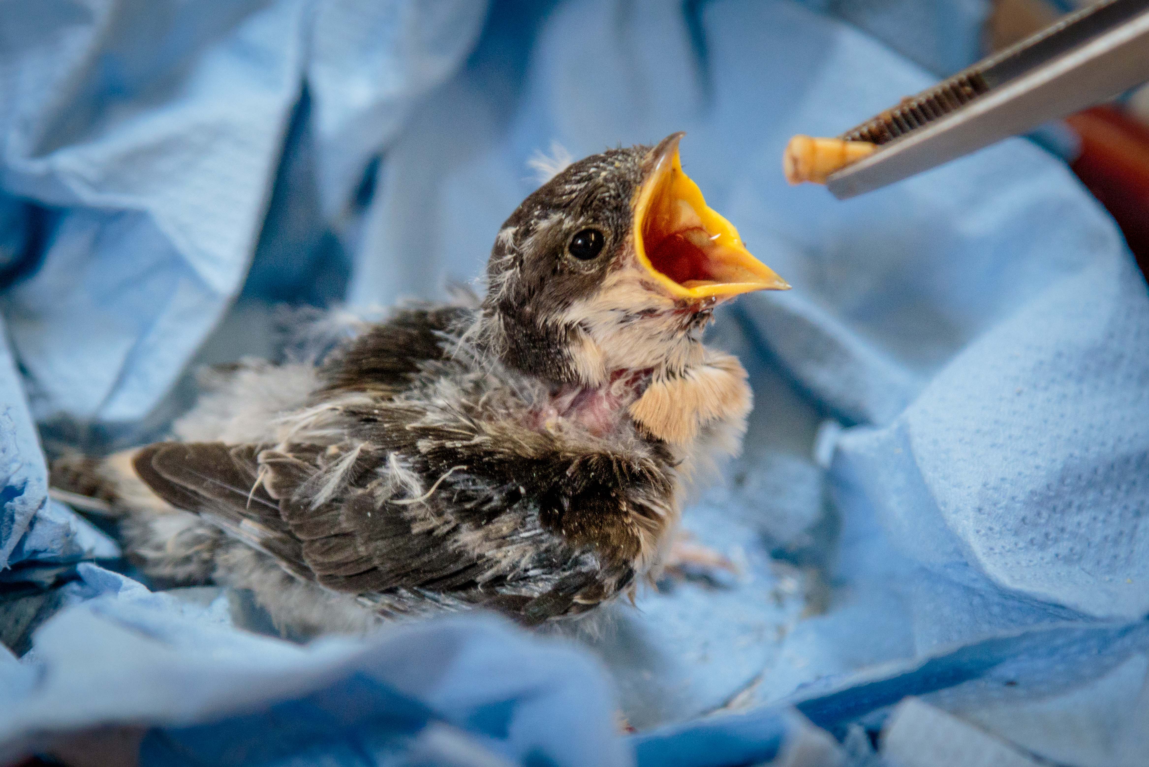 Virelles: le Centre de revalidation animale ouvert 4 jours pour ses 15 ans