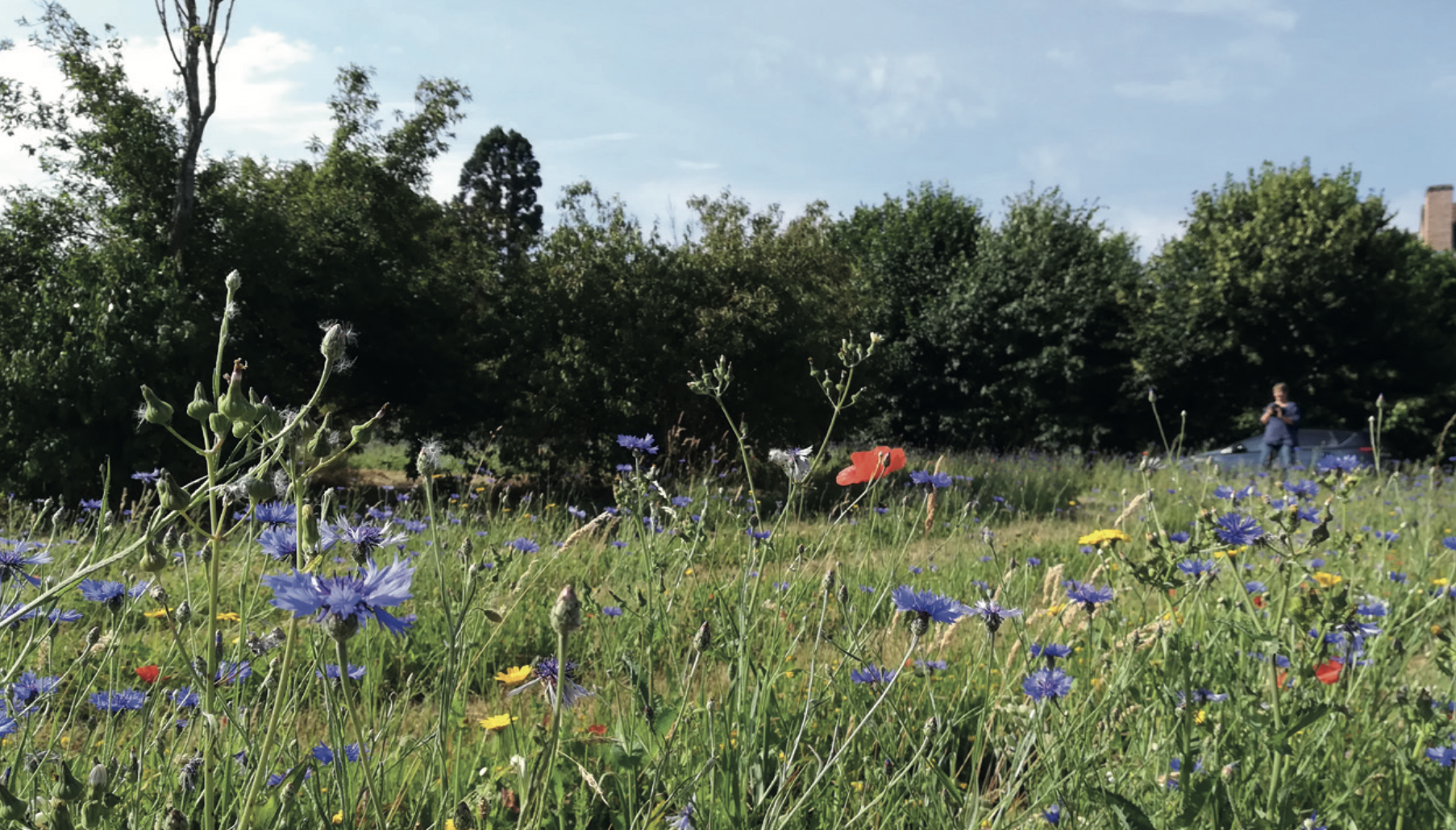 Concours « Wallonie en fleurs » : des communes de notre région primées