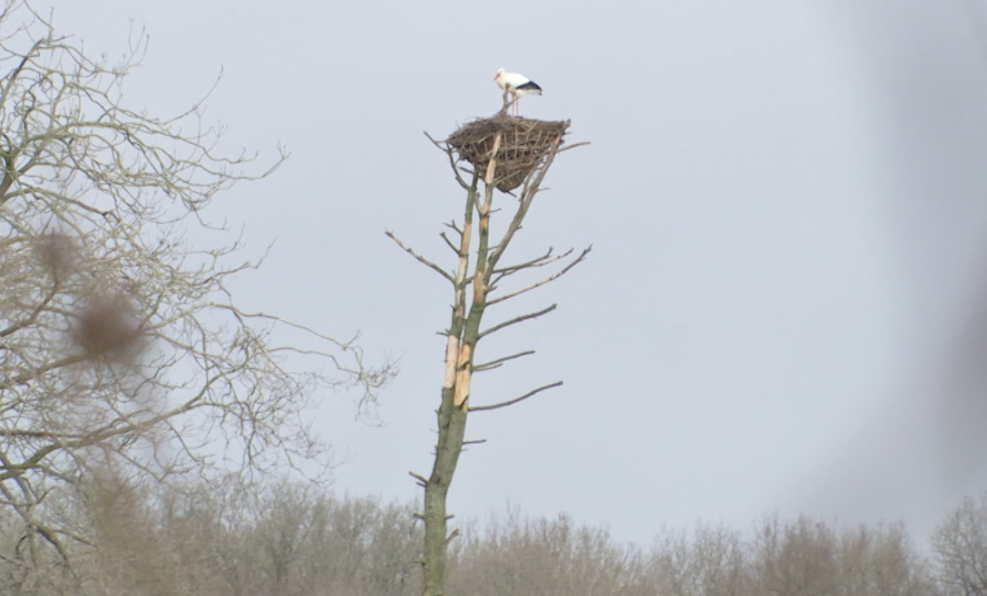 Une cigogne est revenue s’installer à l’Aquascope de Virelles