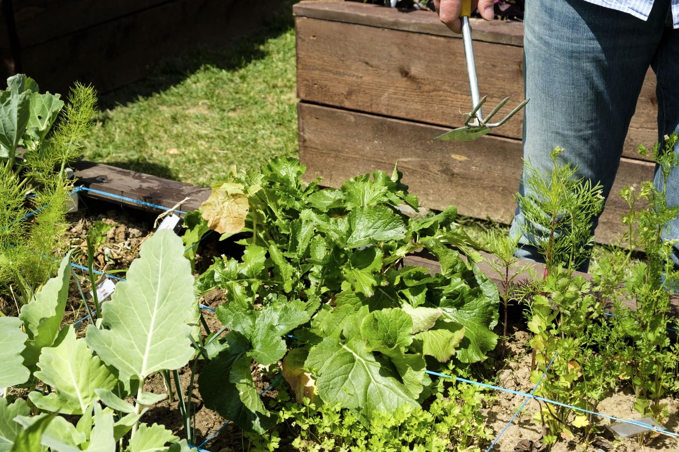 Gozée: création d’un jardin partagé 