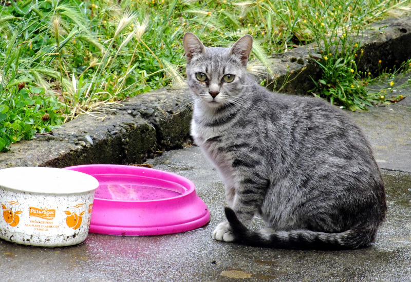 Farciennes: La stérilisation des chats est un vrai succès 