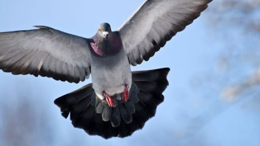 Les colombophiles ne veulent plus être les pigeons du confinementt