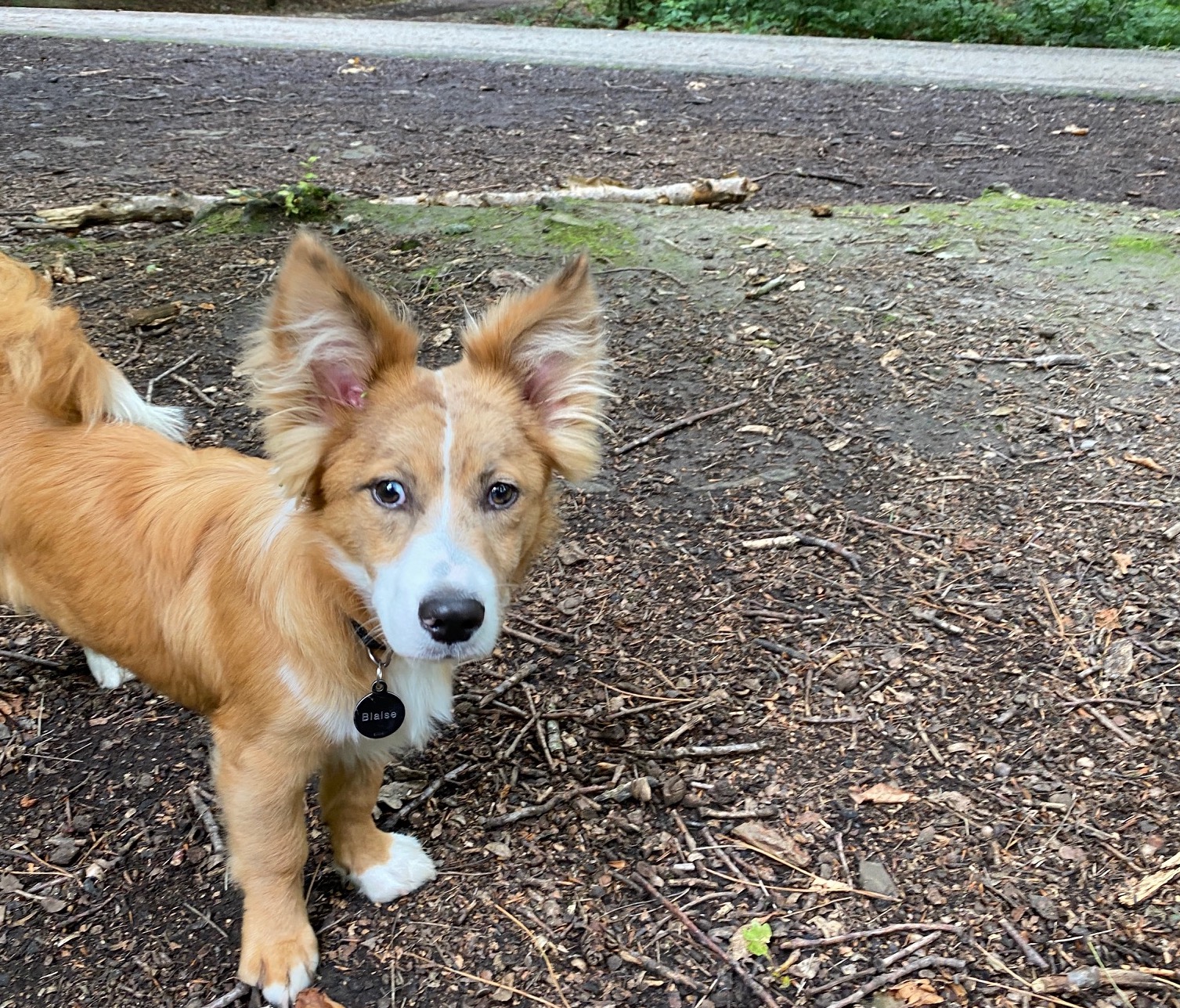 Courcelles: une balade canine pour profiter des couleurs de l'automne