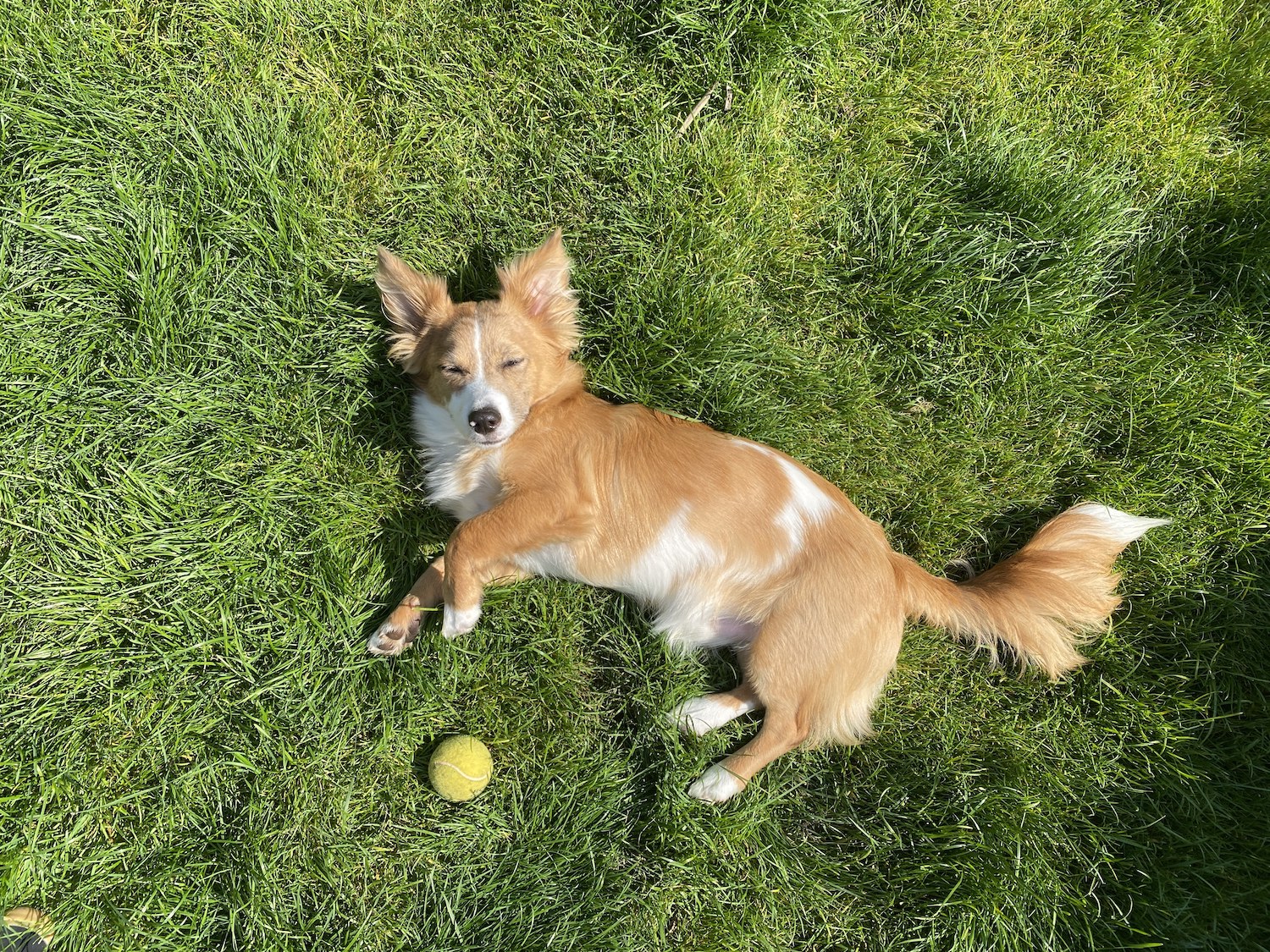 Dès le 1er juillet, il faudra un permis de détention pour pouvoir acheter ou adopter un animal