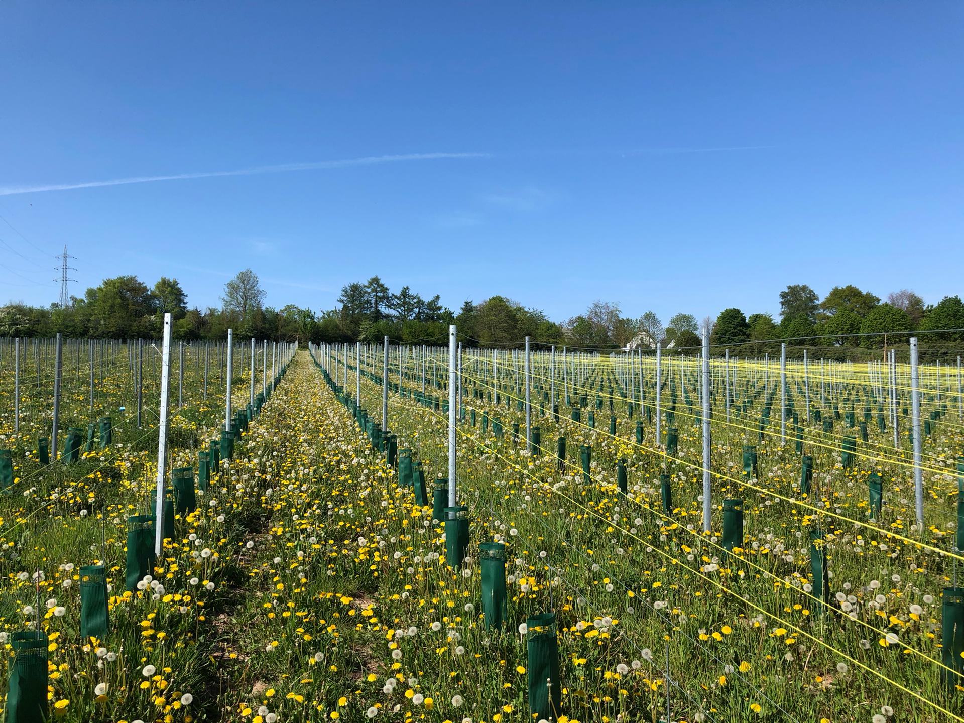 Domaine de la Portelette: 10.000 nouveaux pieds de vignes ont été liés