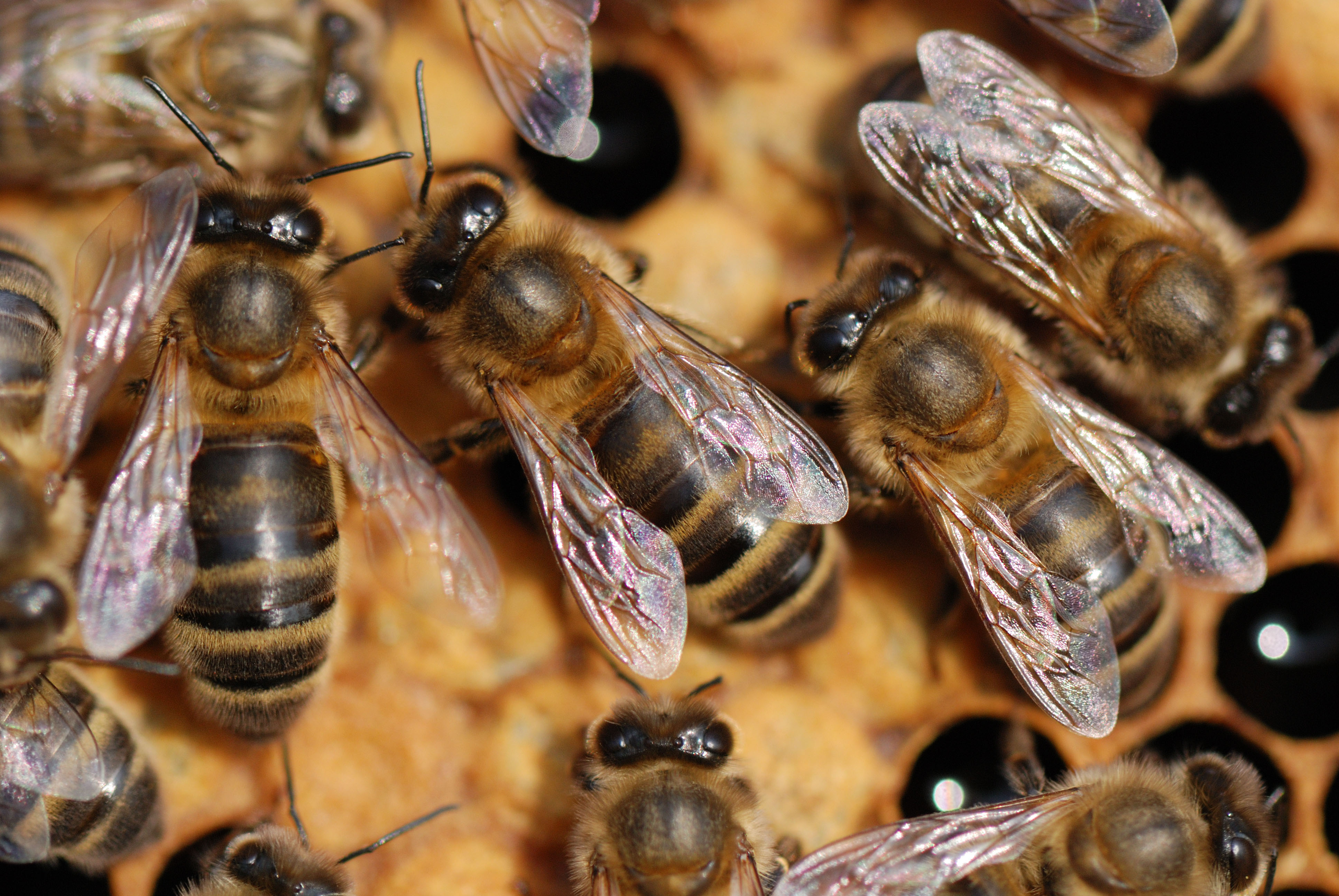 Découvrez le monde fascinant des abeilles noires