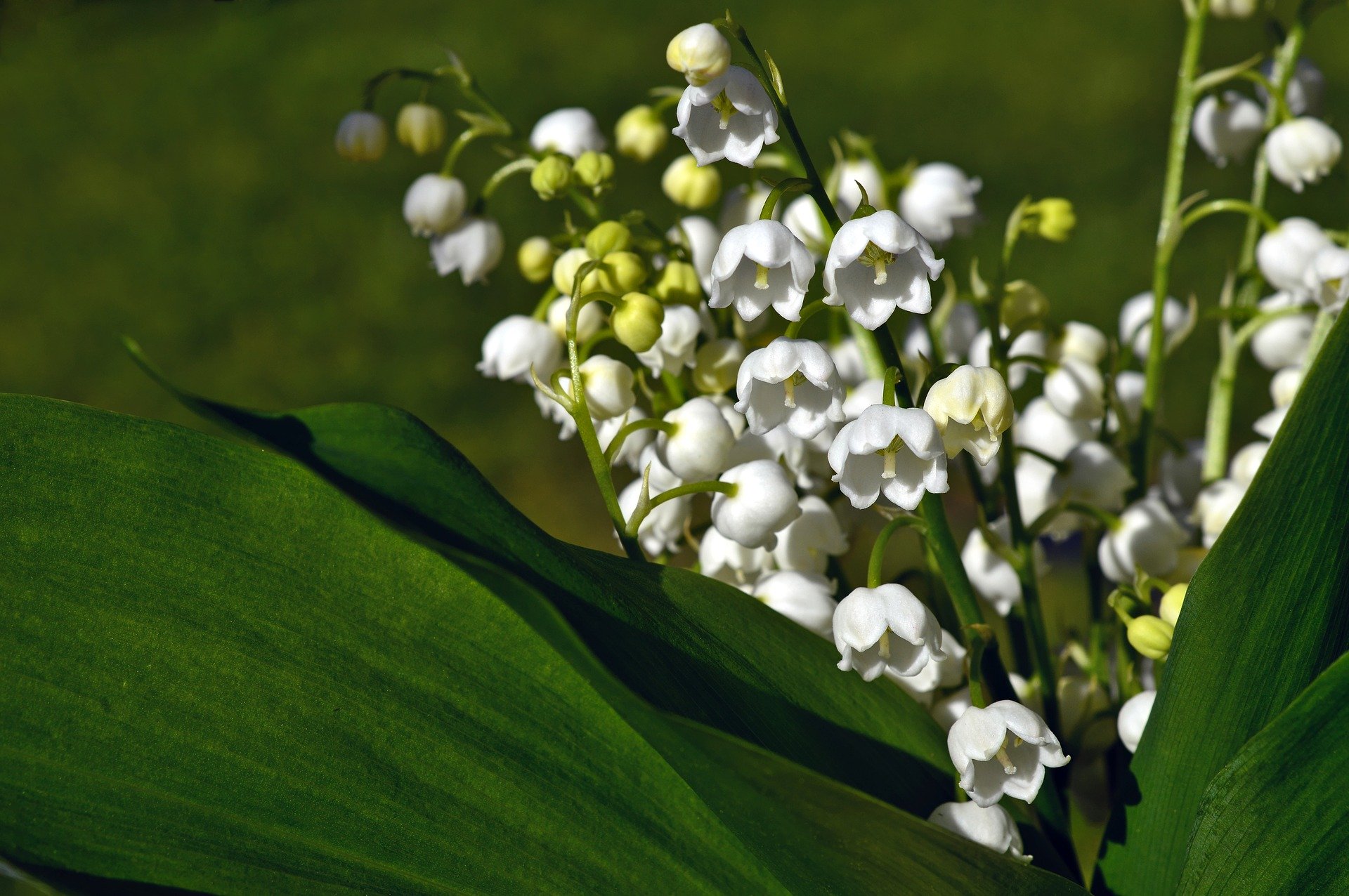 Plusieurs communes interdisent la vente de muguet dans les rues le 1er mai