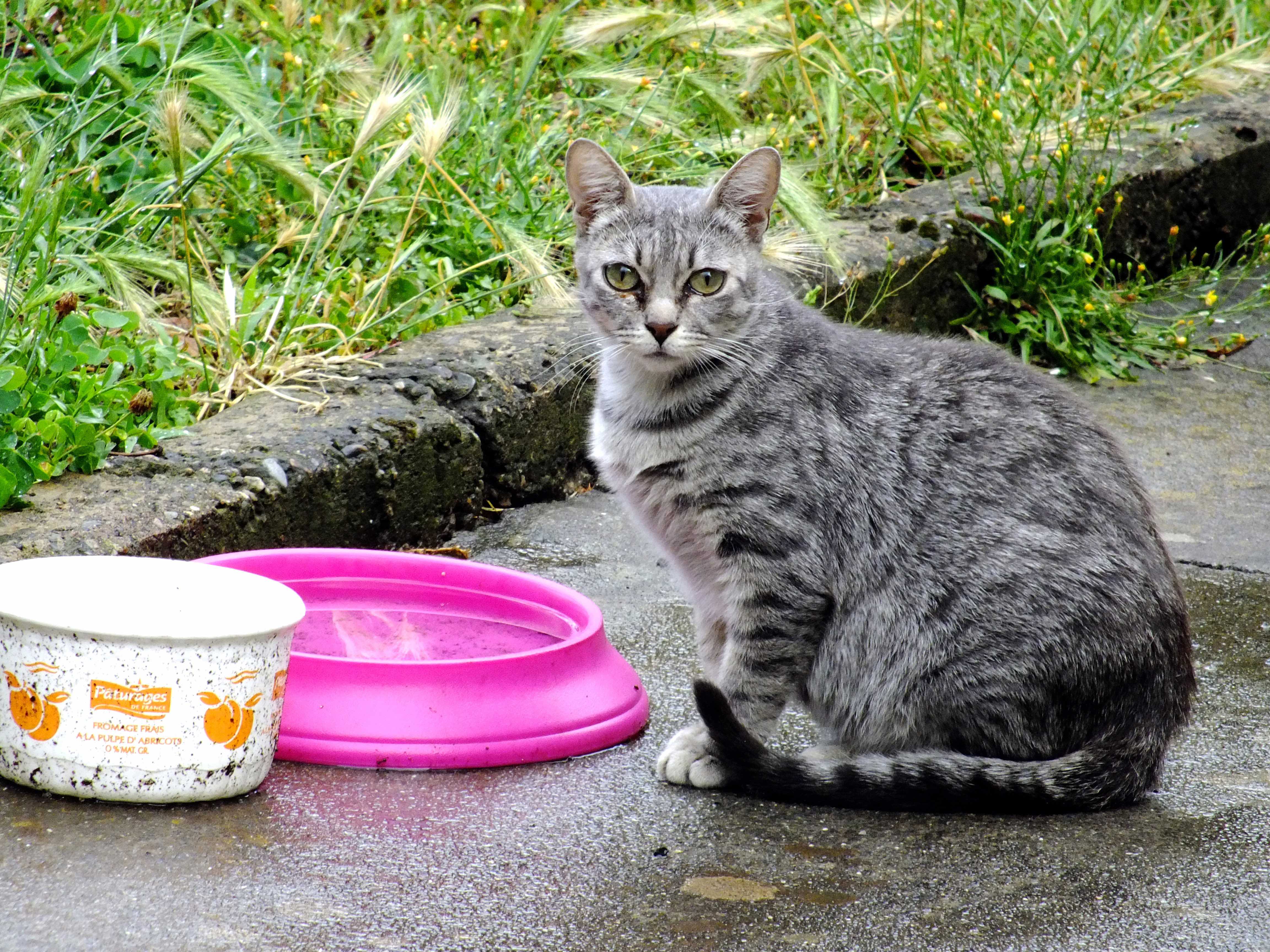 Un « Fonds COVID » pour la stérilisation des chats à Farciennes