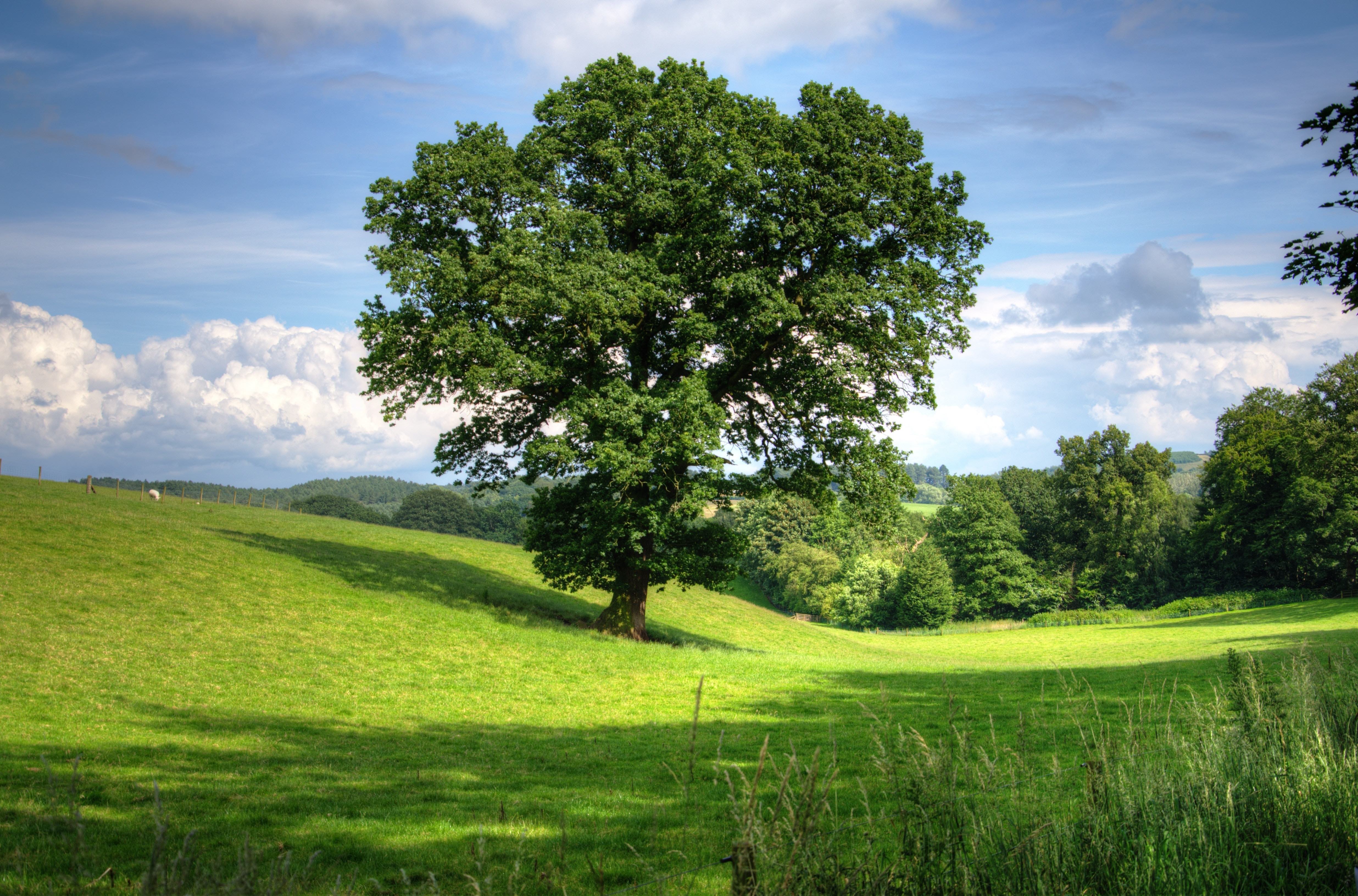 La Wallonie compte 25.000 arbres et haies remarquables