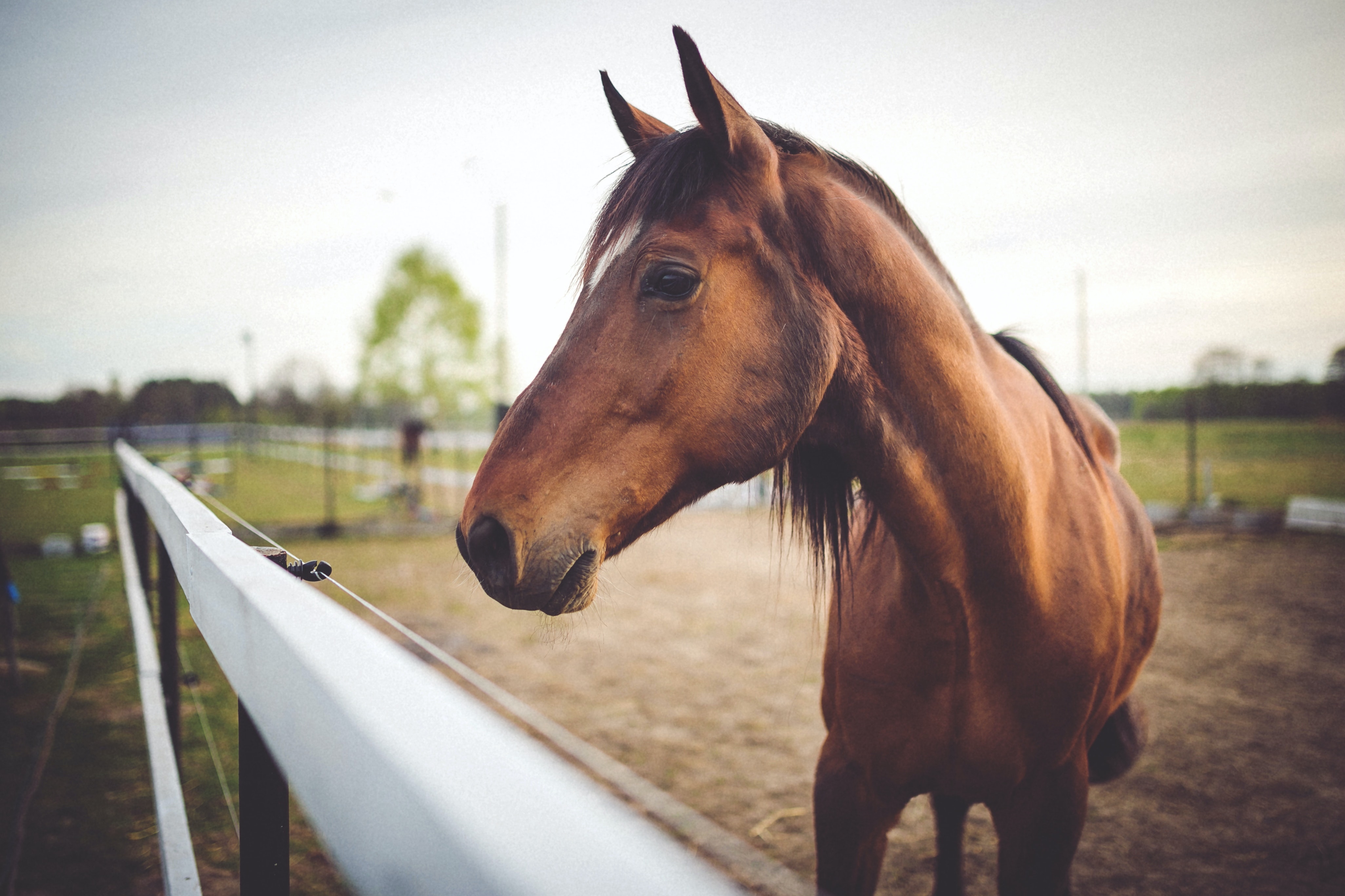 Solre-sur-Sambre : le refuge Natur'Horses ouvre ses portes au public les 6 et 7 mai