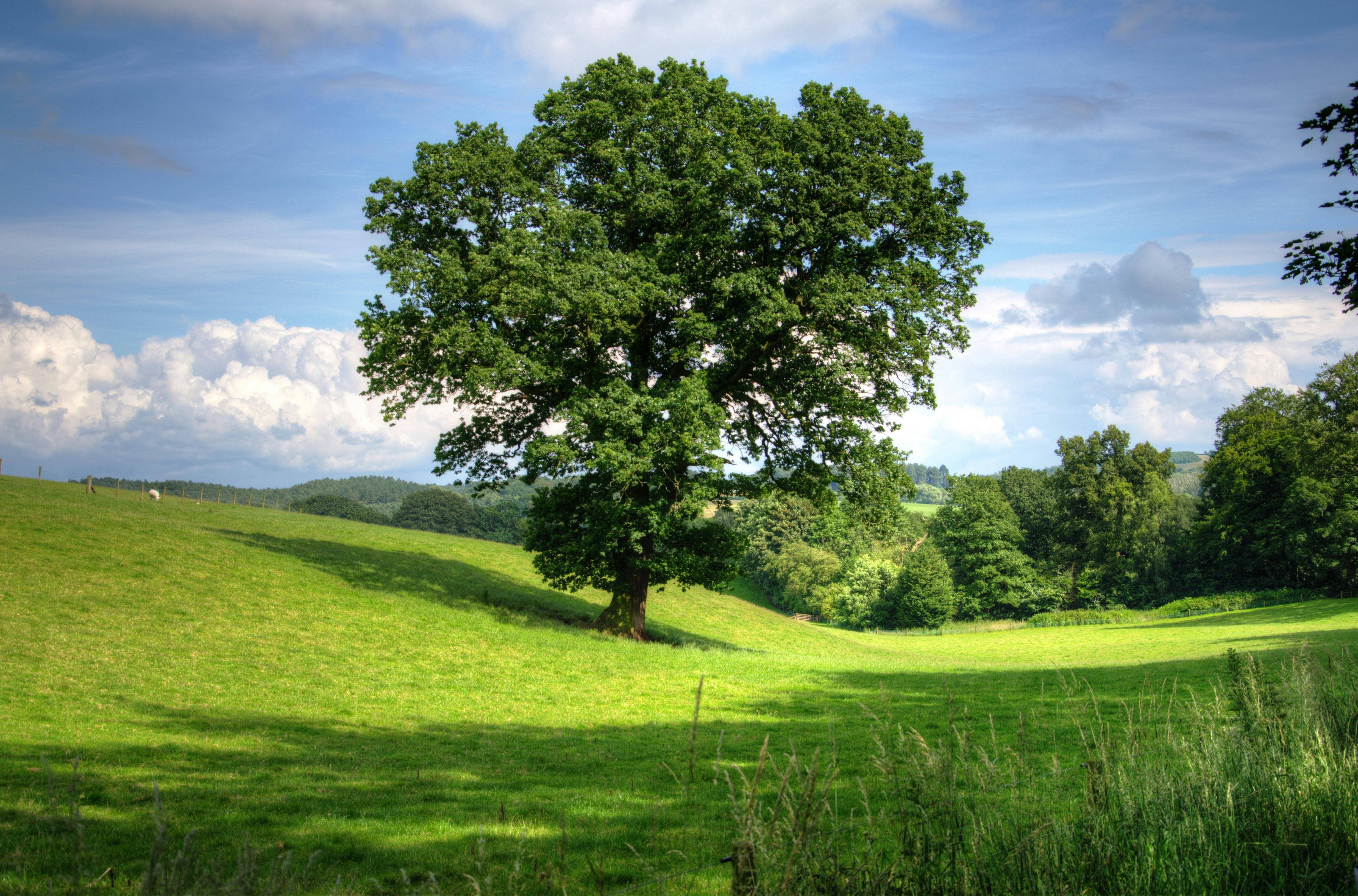 Courcelles : Vous pensez être propriétaire d’un arbre remarquable ? La commune vous aide à le faire classer