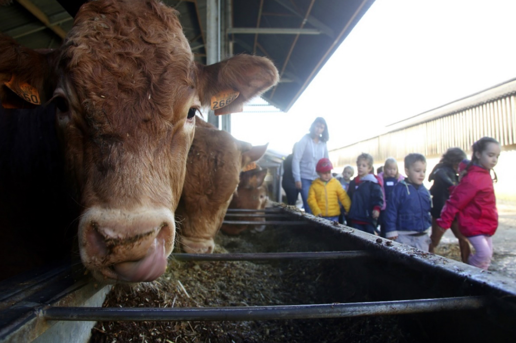 Accueil Champêtre en Wallonie dénonce l’utilisation abusive du label « ferme pédagogique »