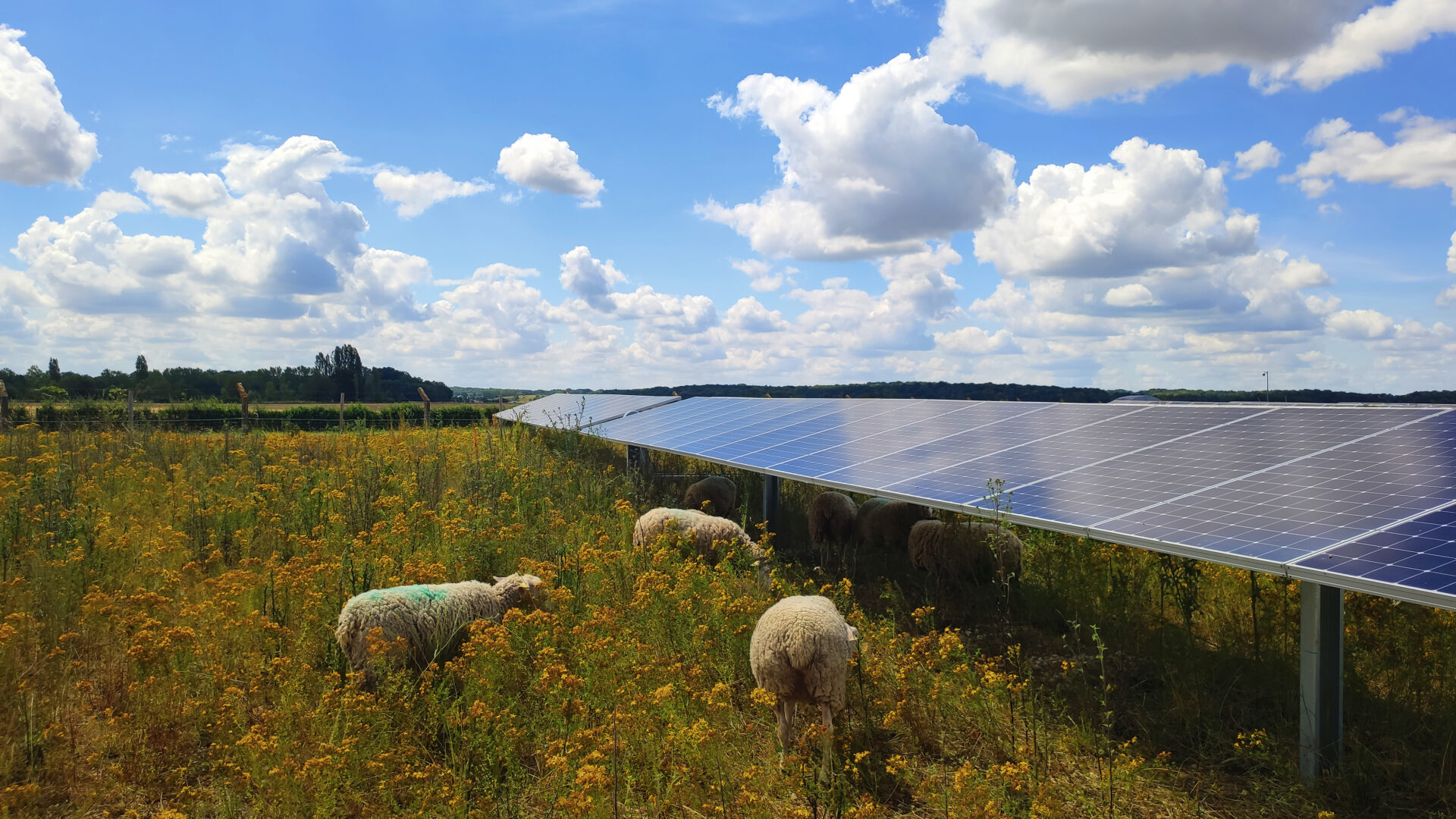 Heppignies : Le collège communal a remis un avis favorable au parc agrivoltaïque