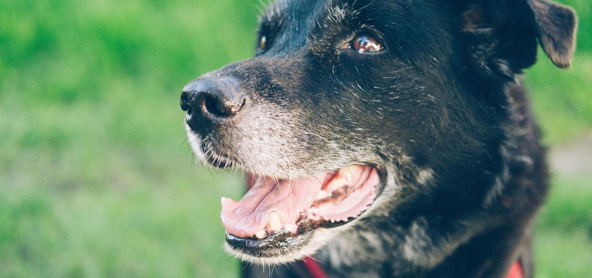 Ham-sur-Heure-Nalinnes organise son premier salon du bien-être animal