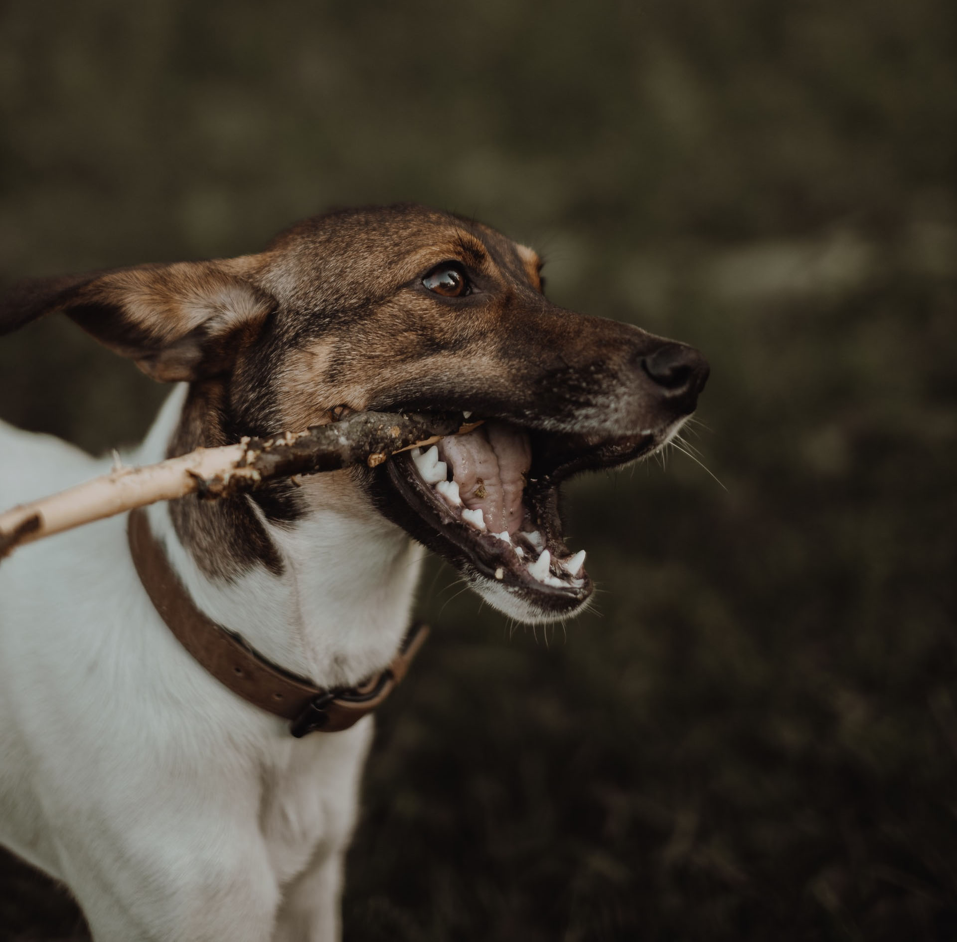 Courcelles: un parc canin va bientôt être aménagé 