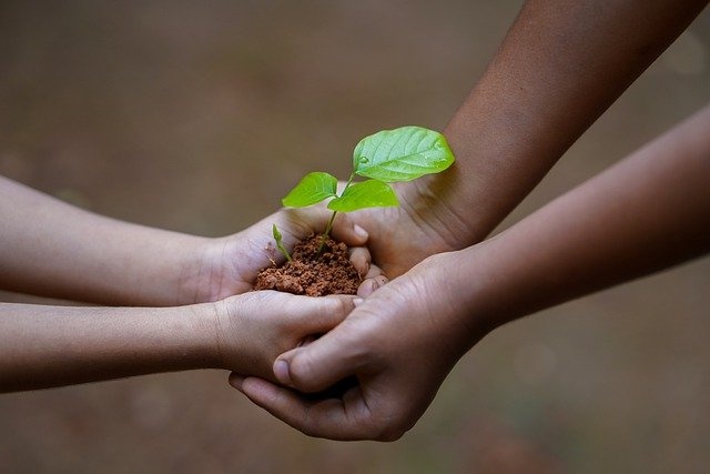 Châtelet: 2km de haies plantés pour l’opération « Yes We Plant » 