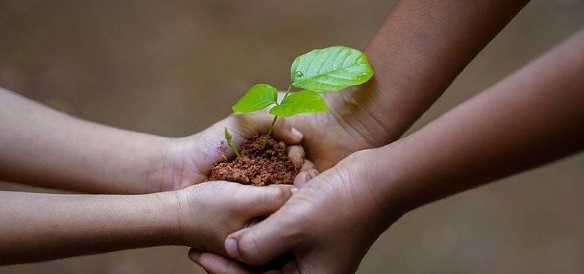 Opération "Yes, We plant": cet outil pour faciliter la plantation d'arbres et haies 