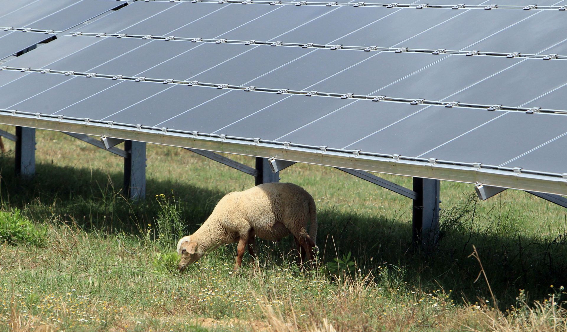 La commune des Bons Villers aimerait lancer un projet pilote agrivoltaïque