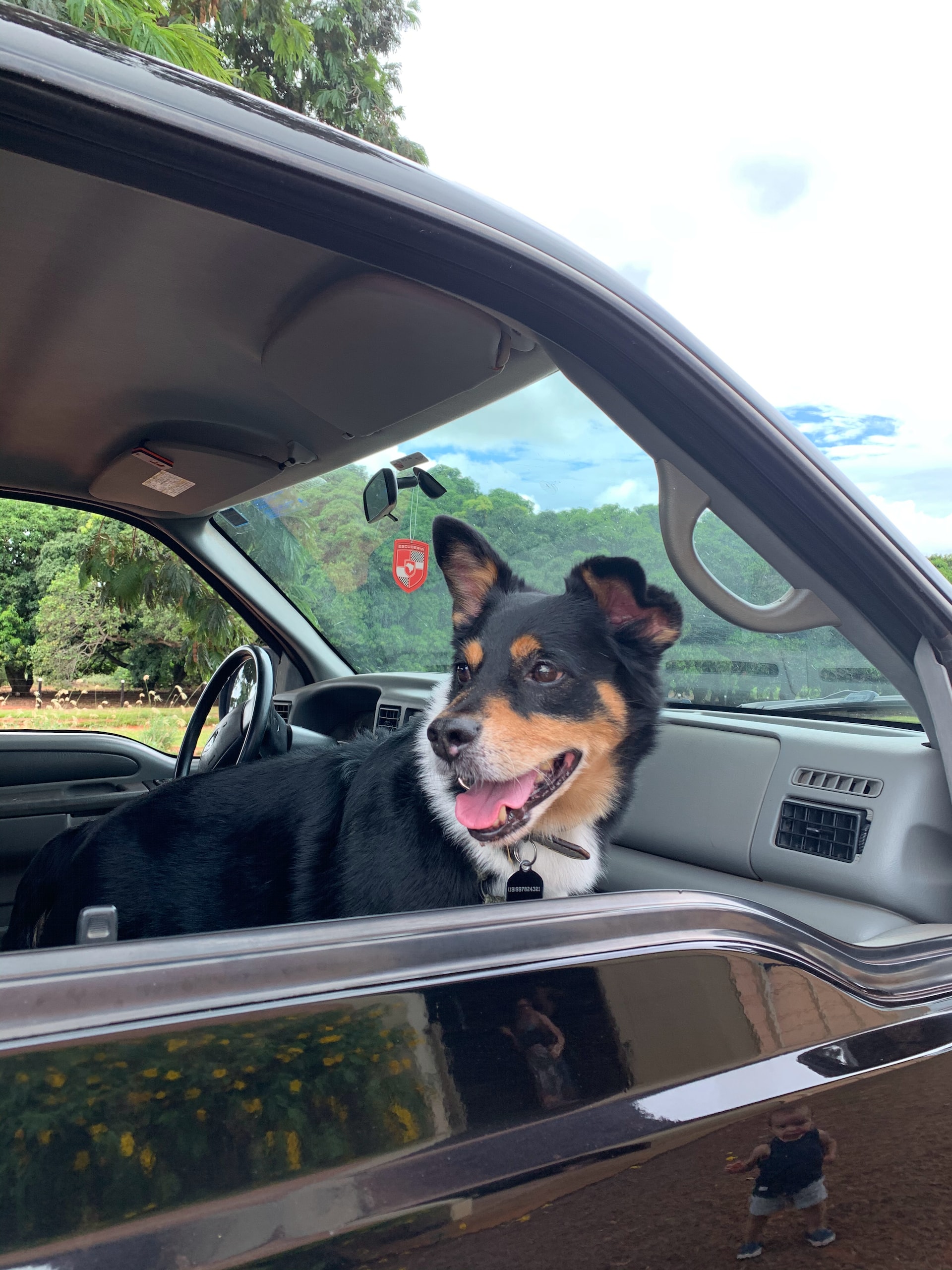 Vague de chaleur & chiens: ne laissez pas votre animal dans la voiture ! 