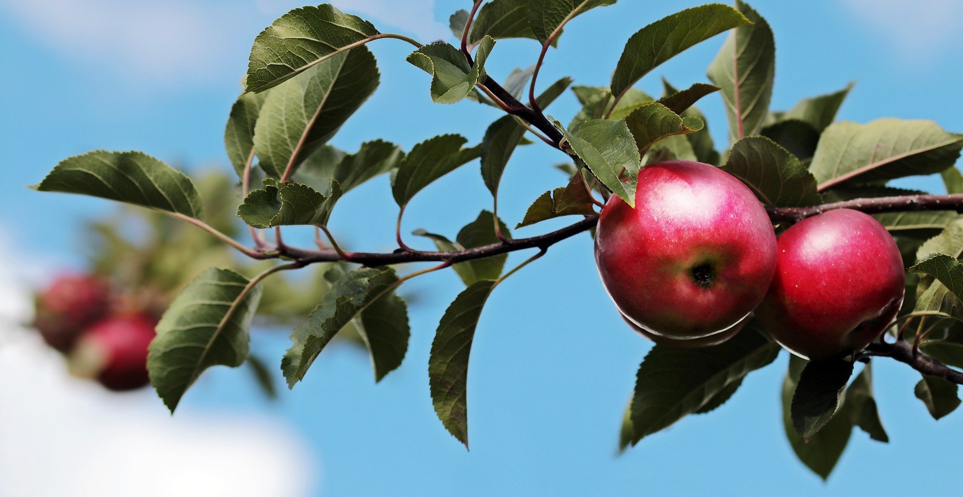 Semaine de l'arbre : Carte interactive des communes participantes