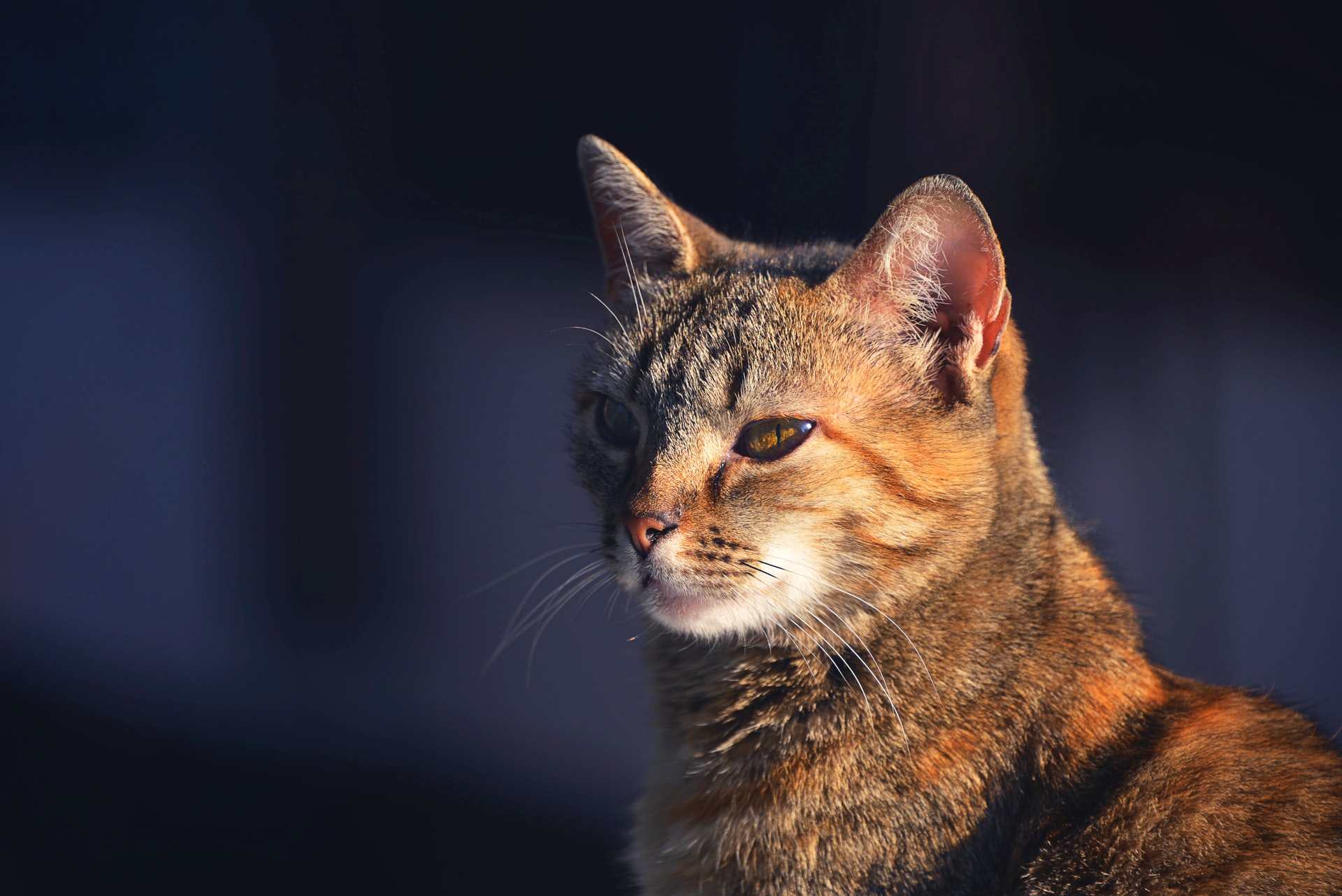 Chapelle-lez-Herlaimont souhaite diminuer la présence des chats errants sur son territoire ! 