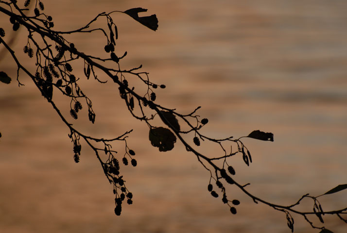 CARTE INTERACTIVE | Semaine de l'arbre 2021 : ce weekend, des milliers de plants d’arbres seront distribués gratuitement !