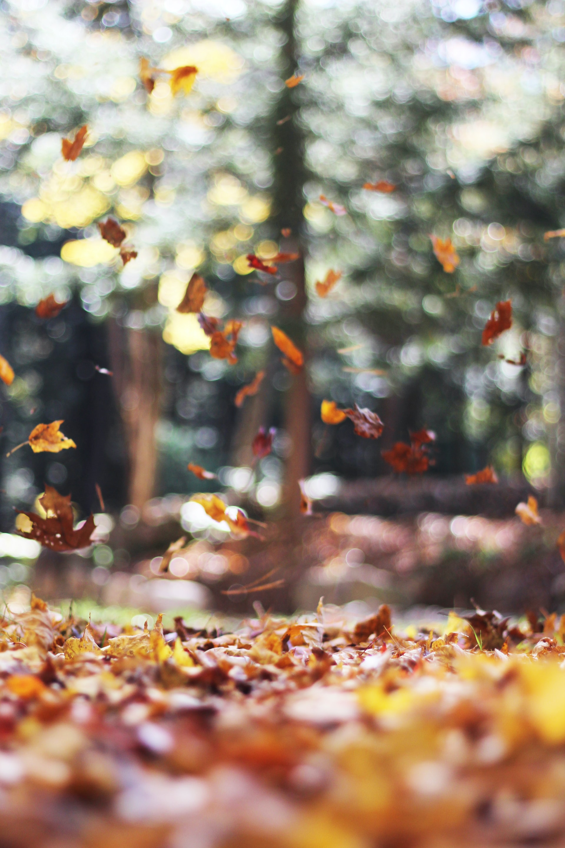 Ramasser les feuilles mortes ? Une obligation légale ! 