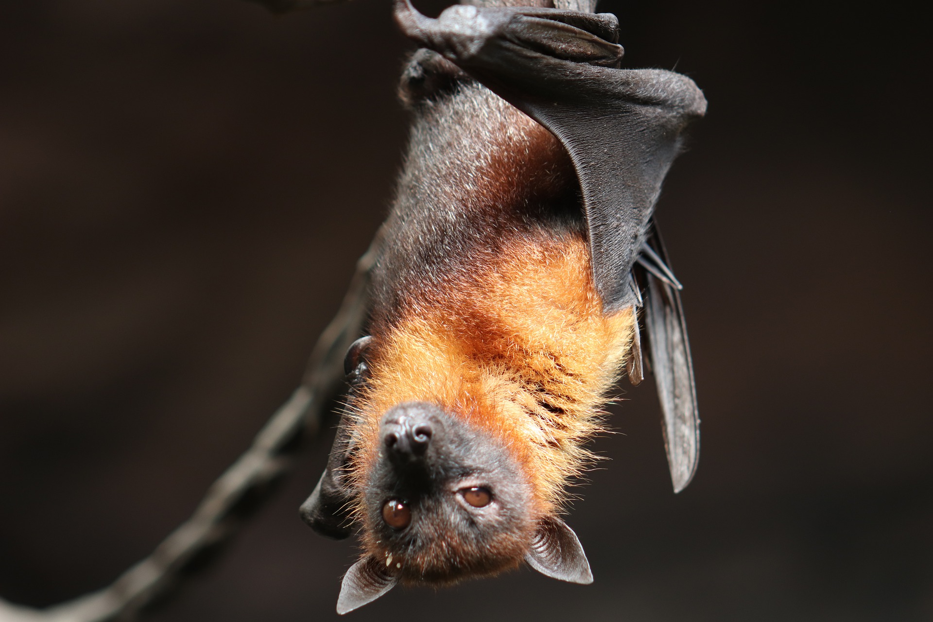 Le 26 août, Natagora vous emmène à la rencontre des chauves-souris