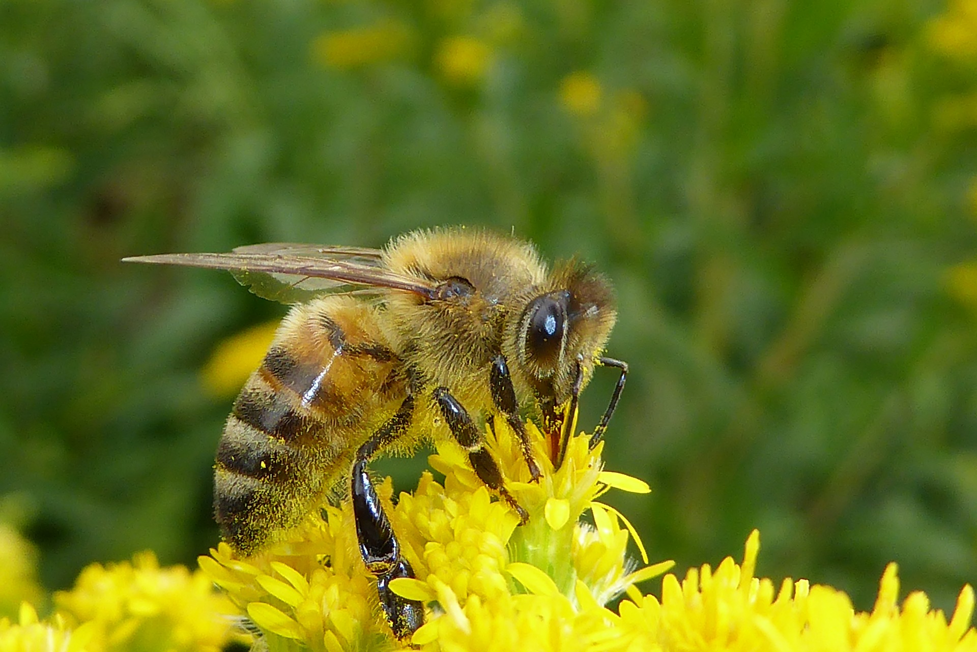 Courcelles: des hôtels à insectes dans les cimetières 