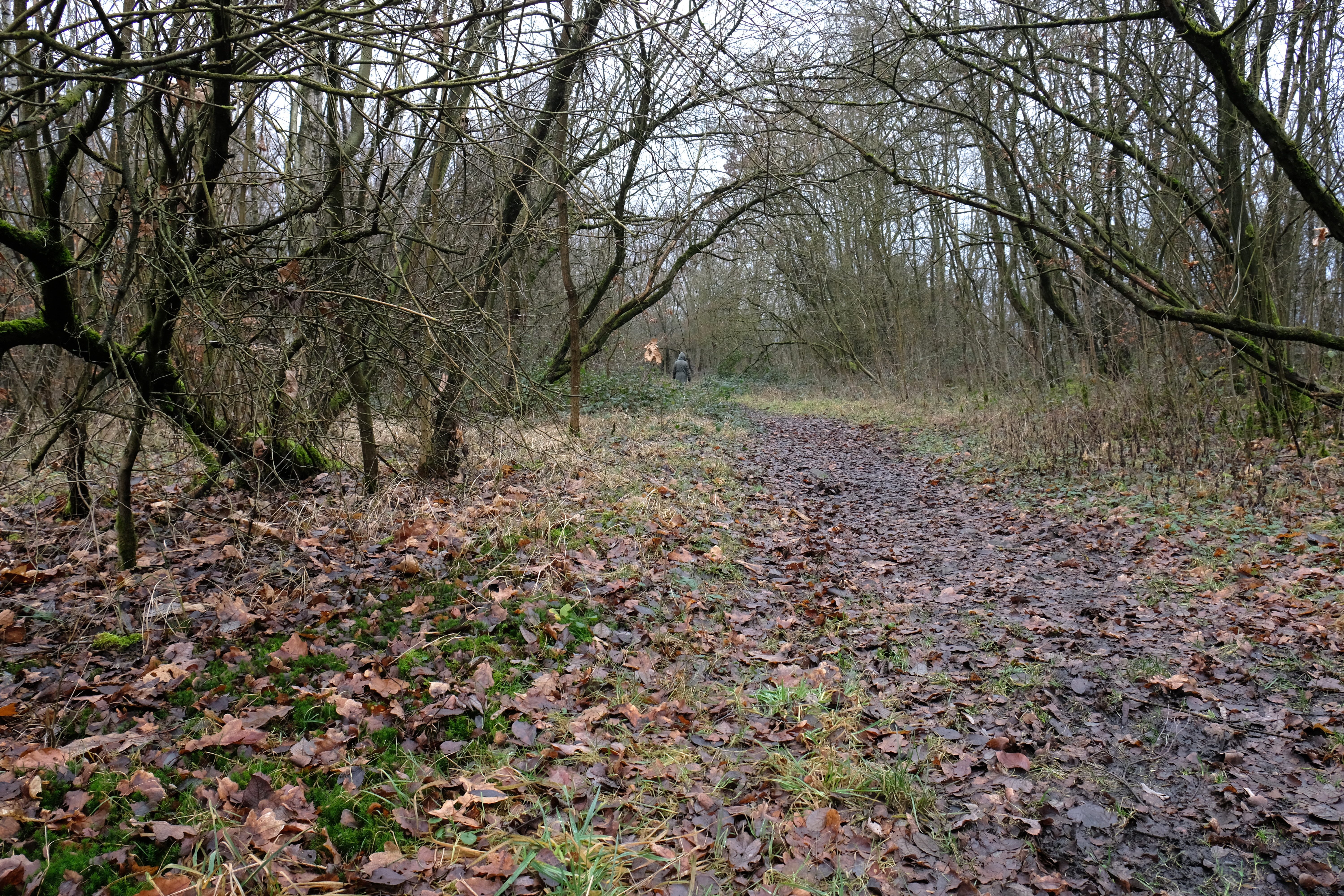 Dampremy: Plantation de 2.000 arbres sur le Terril saint Théodore Ouest