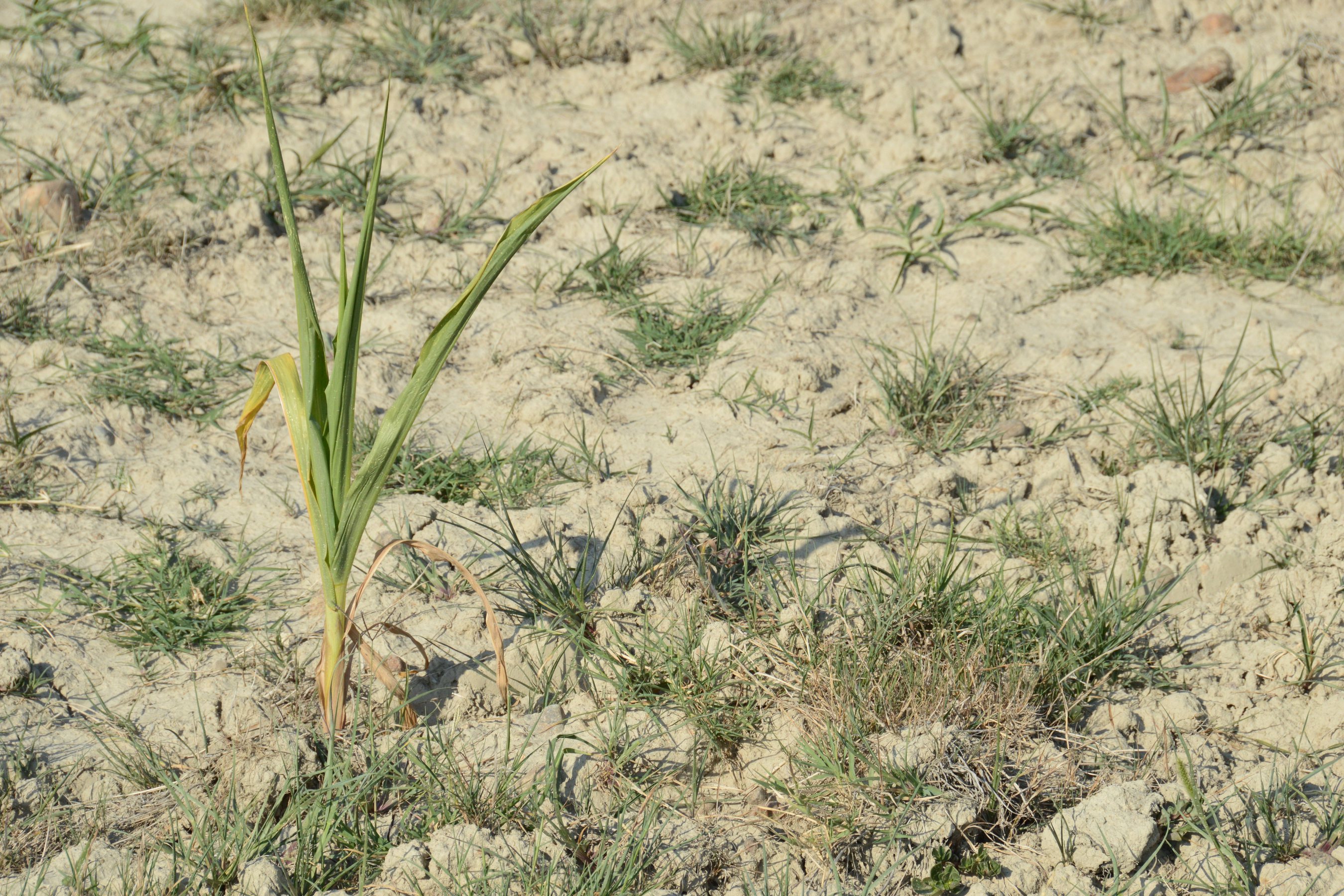 La sécheresse 2020 reconnue comme calamité agricole par la Wallonie