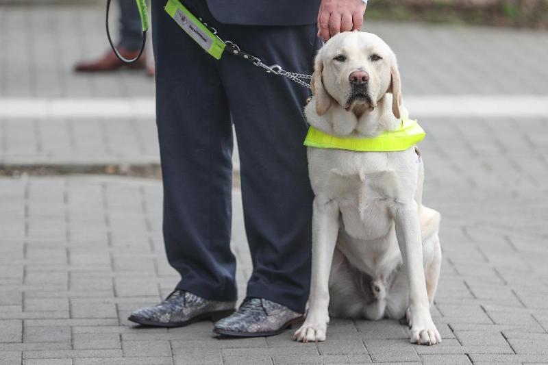 Chiens guides: "Les Amis des Aveugles" recherchent des famille d'accueil ! 