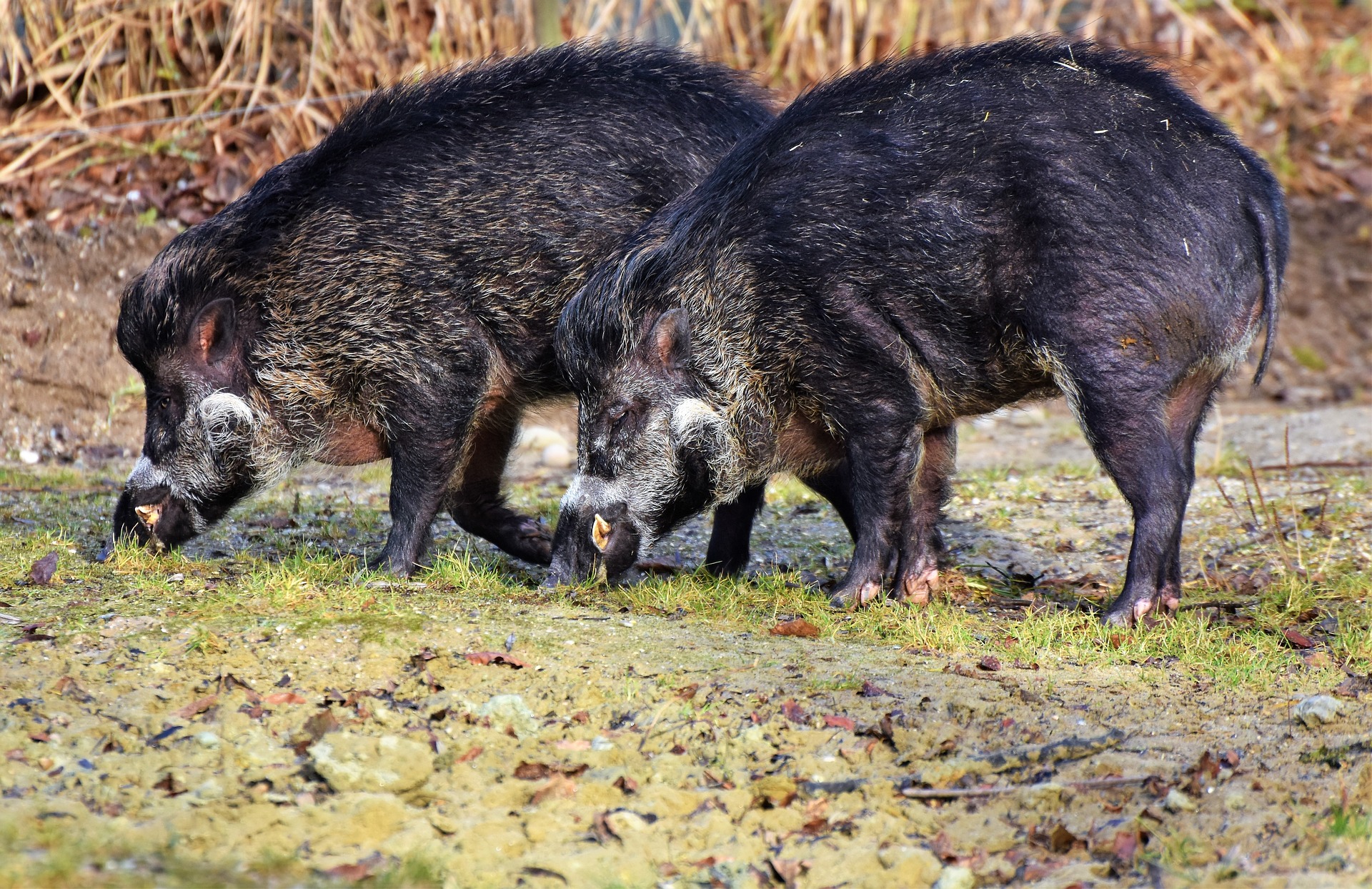 Momignies: voici les dates des battues de chasse 