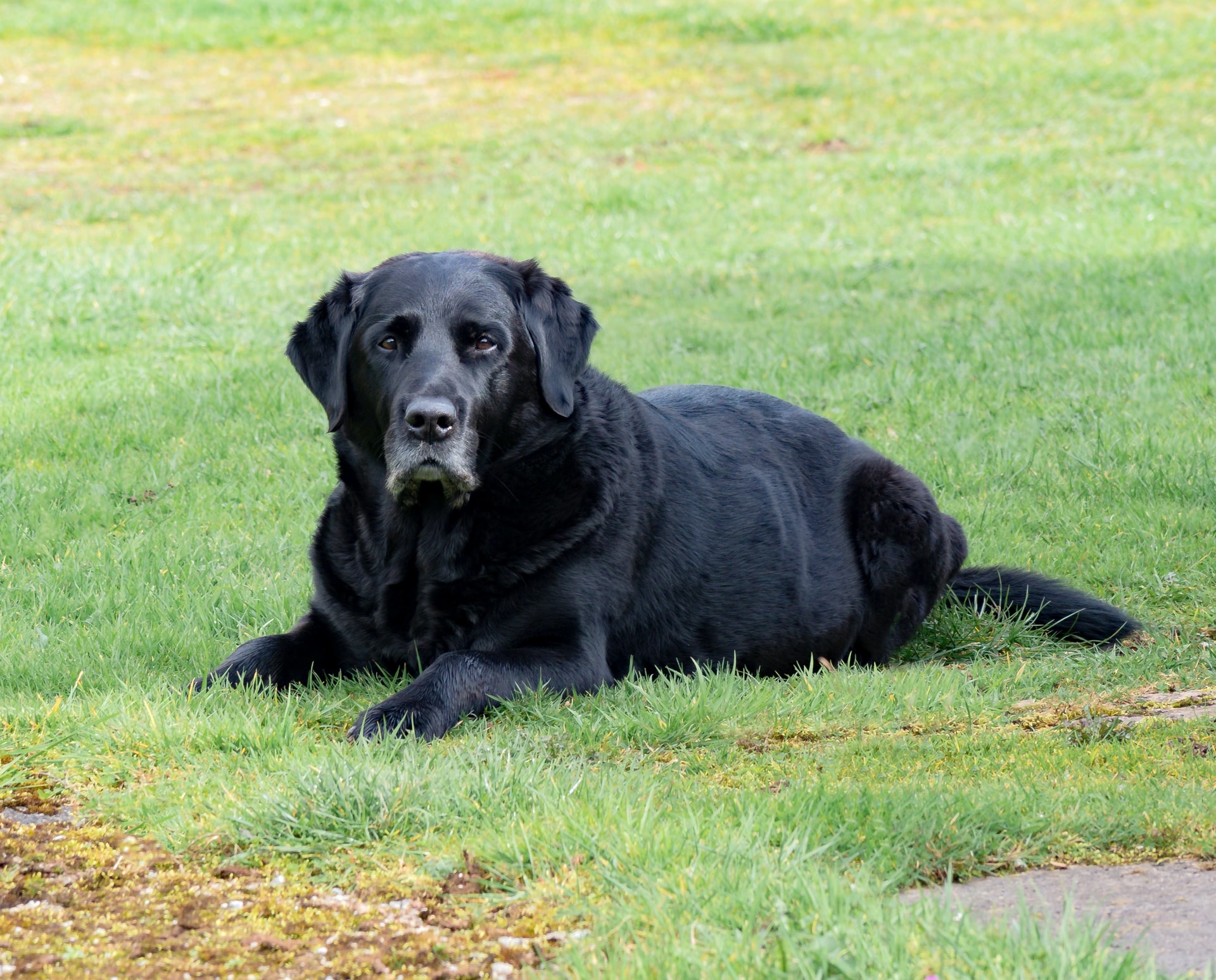 Jumet : un ciment osseux pour combattre le cancer des os chez les chiens