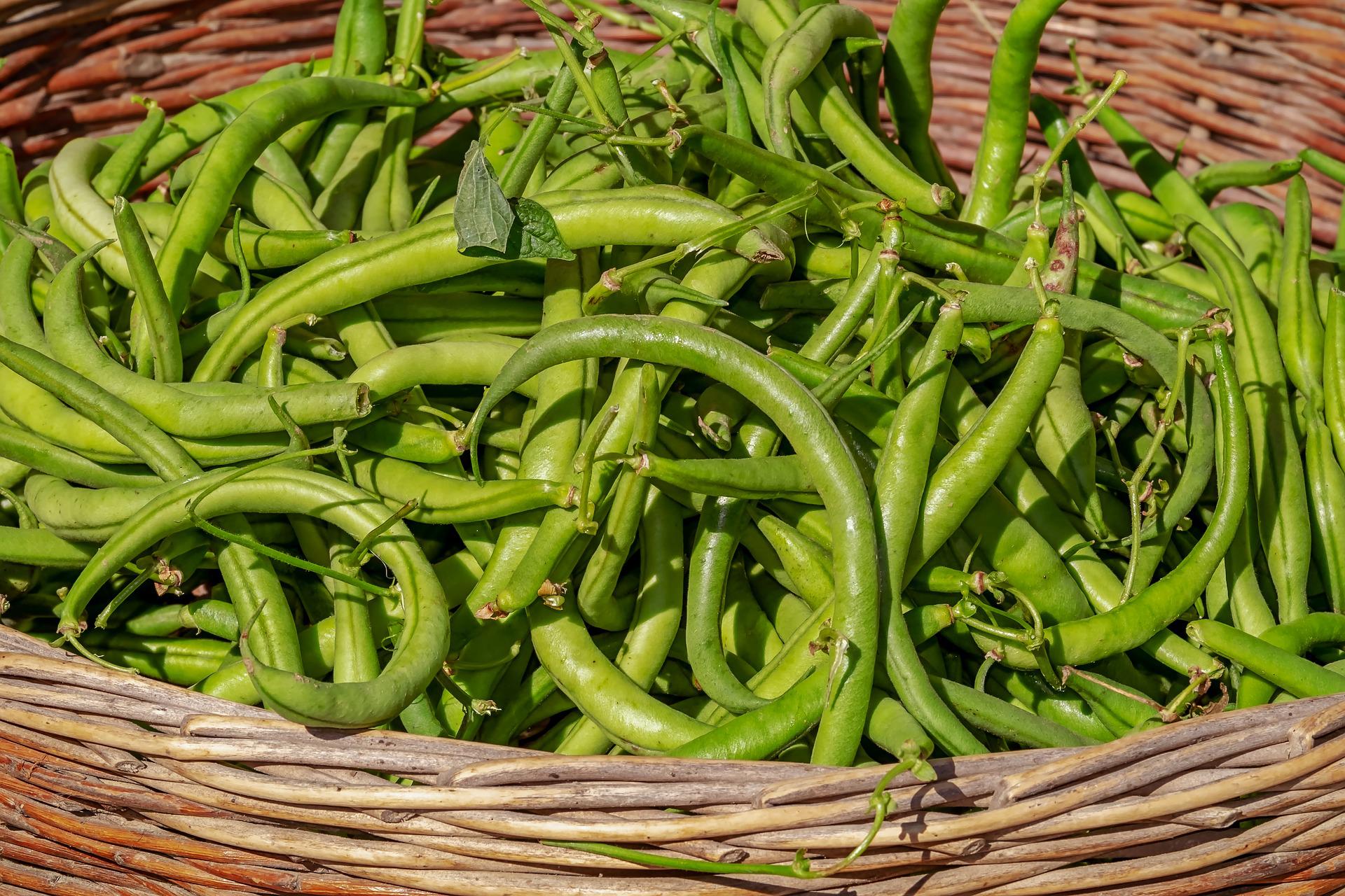 Pour éviter de gaspiller leur récolte de haricots, ils invitent les gens à venir se servir gratuitement