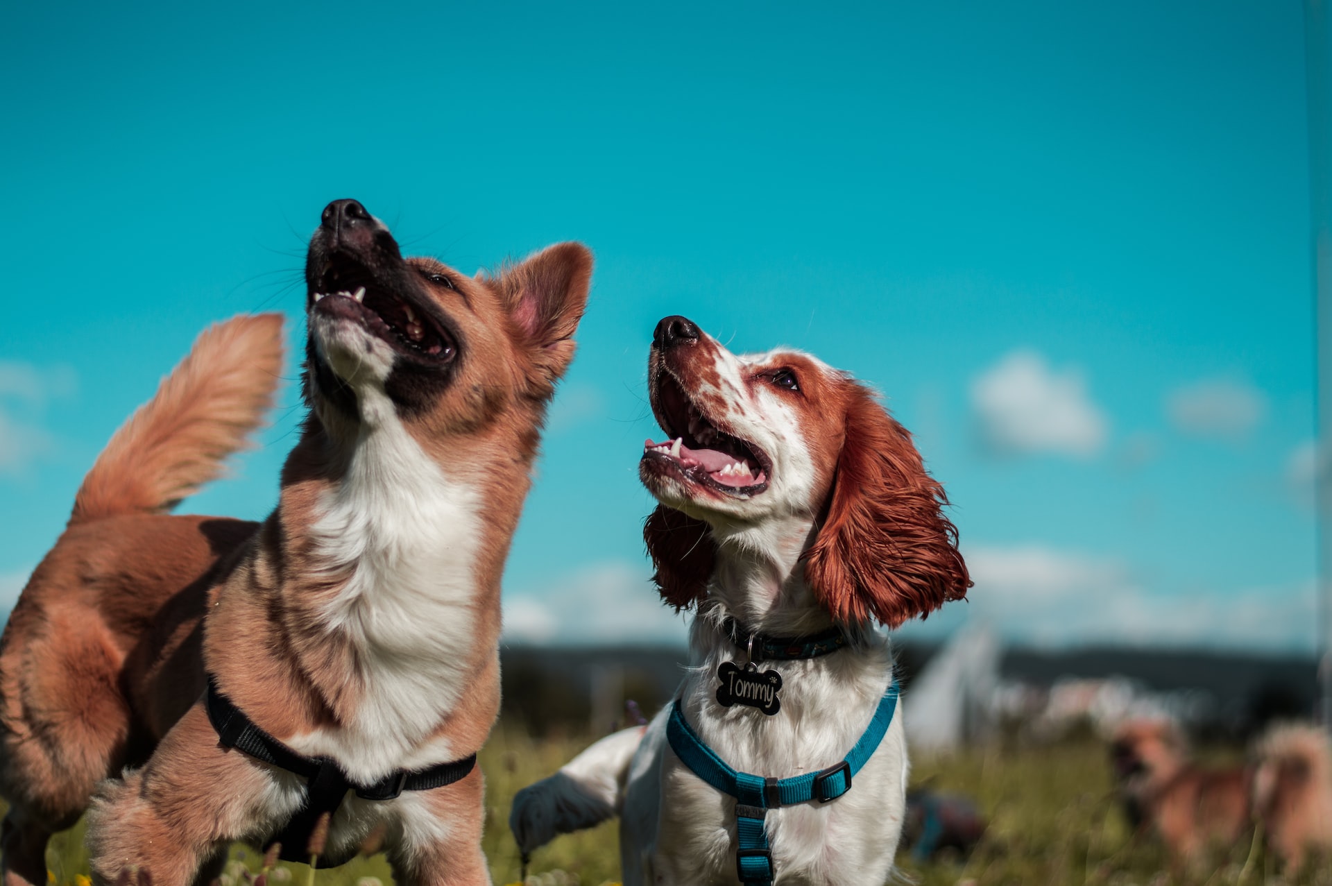 Charleroi organise une première journée pour les animaux ! 