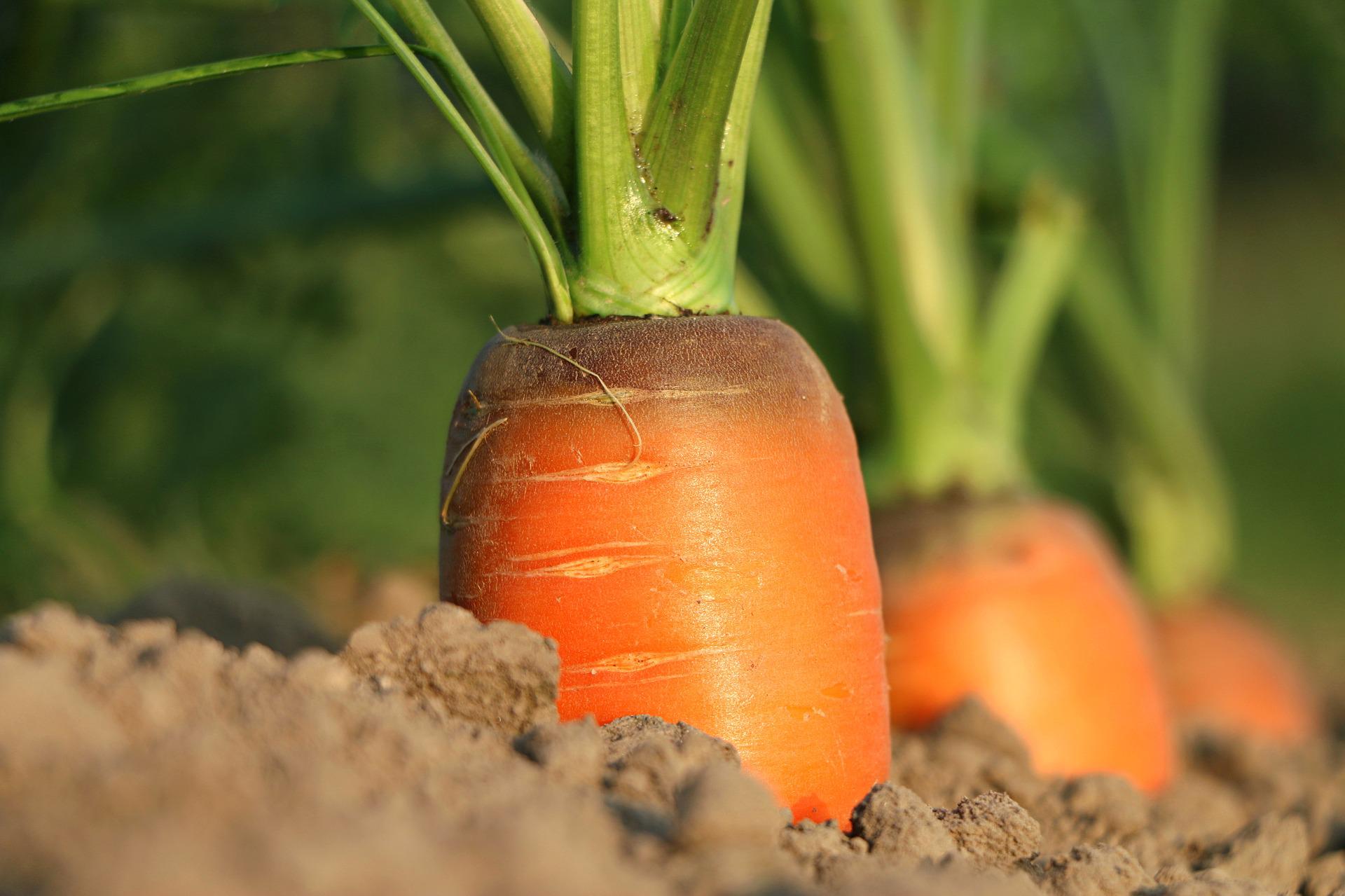 En Mai, le Hainaut vous donne "rendez-vous en terre agricole"