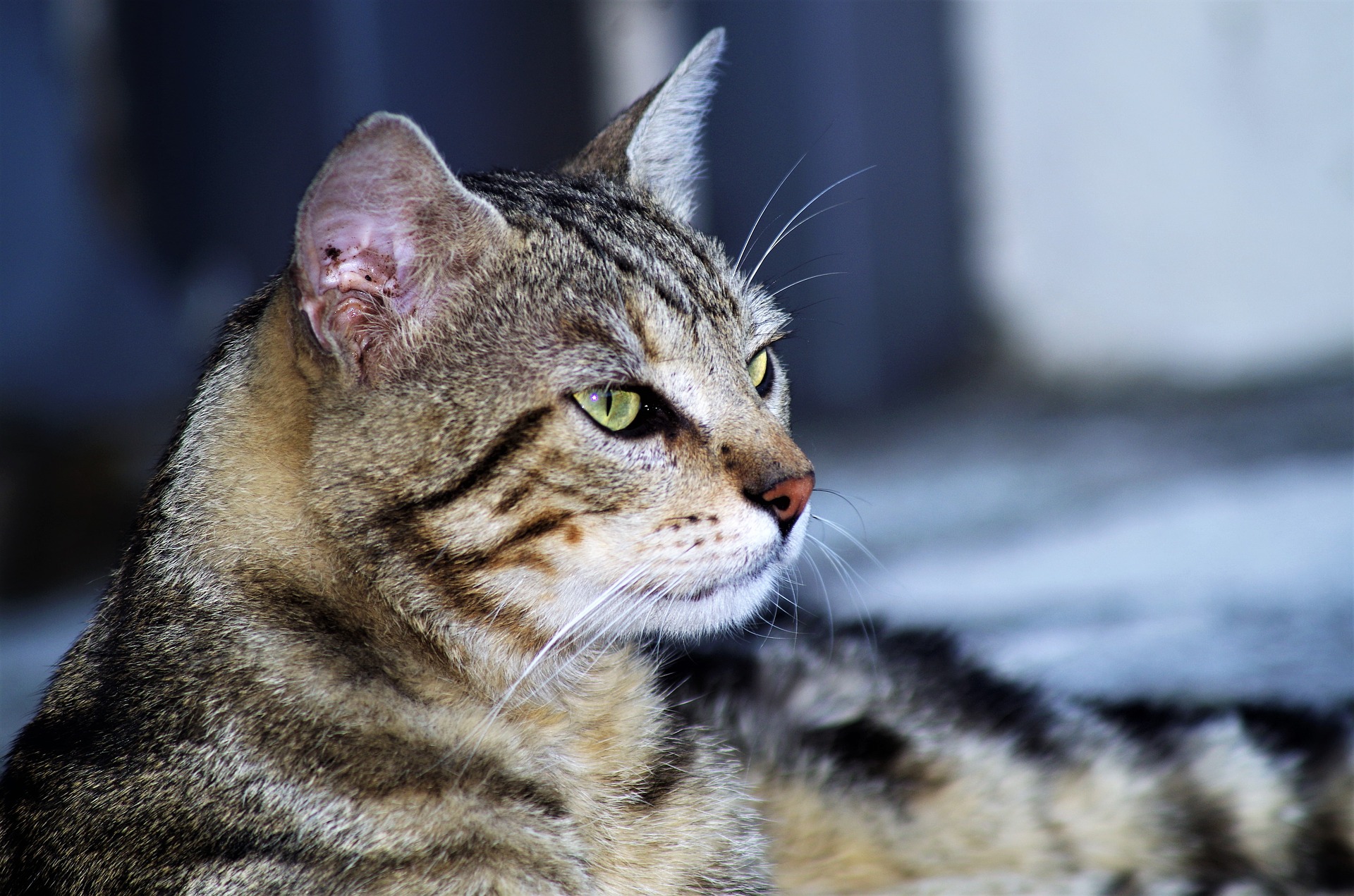 Charleroi: Un marché pour l’enregistrement des chats errants 