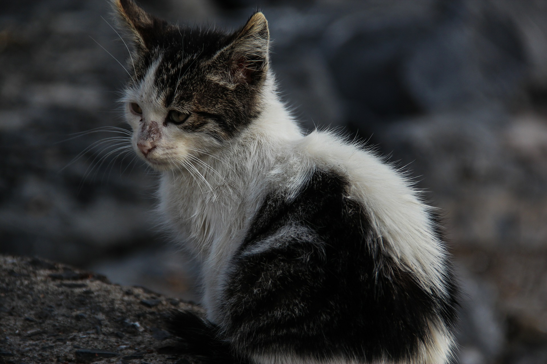 Fosses-la-Ville: stérilisation des chats errants 