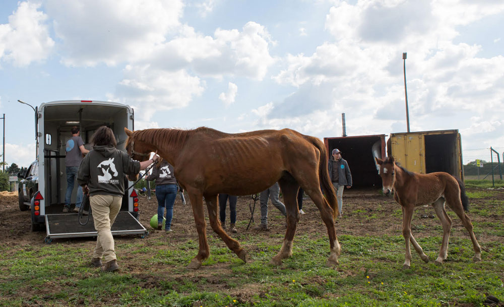 Fleurus: Images choquantes de maltraitance animale