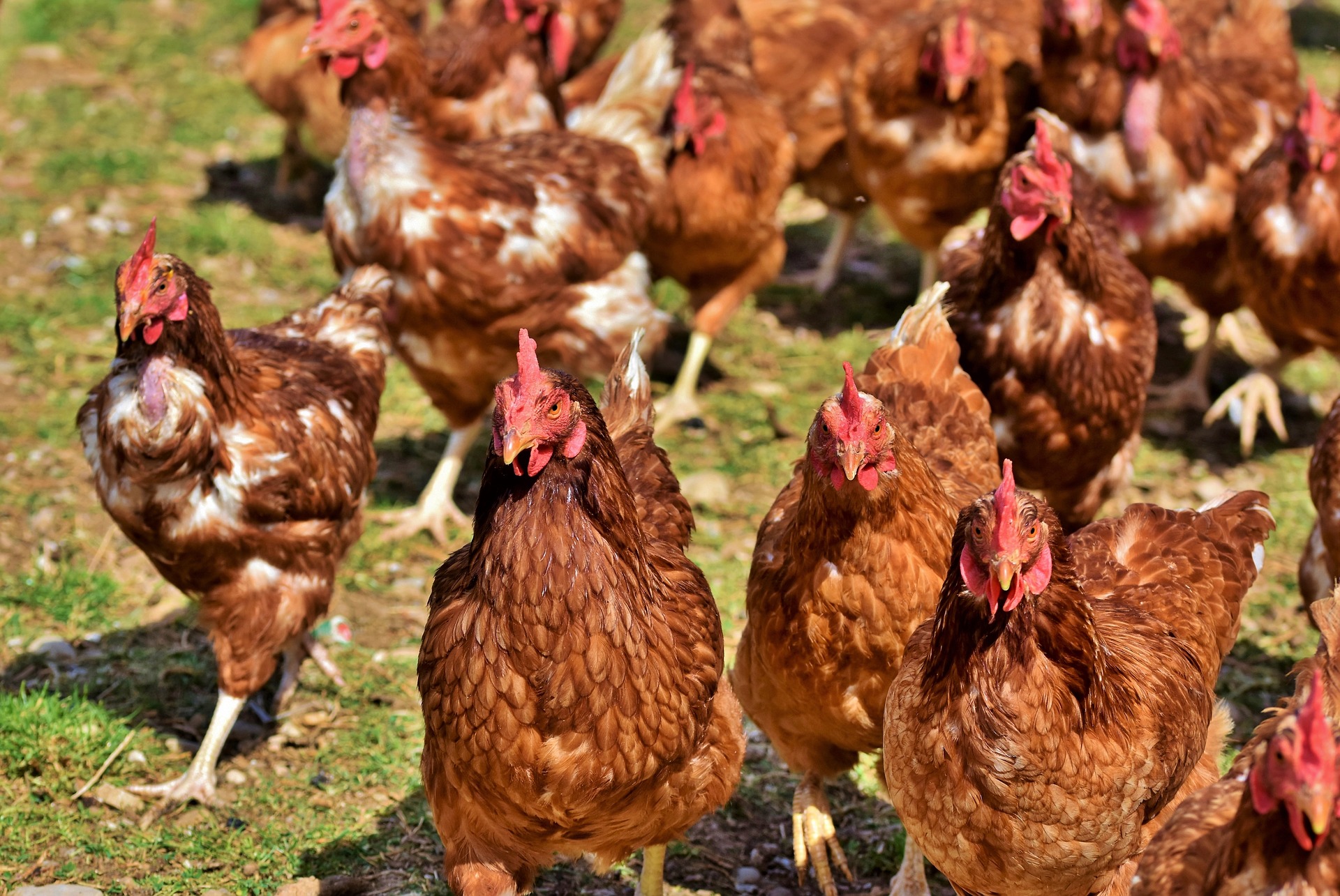 Vous souhaitez recueillir des poules pondeuses ? 