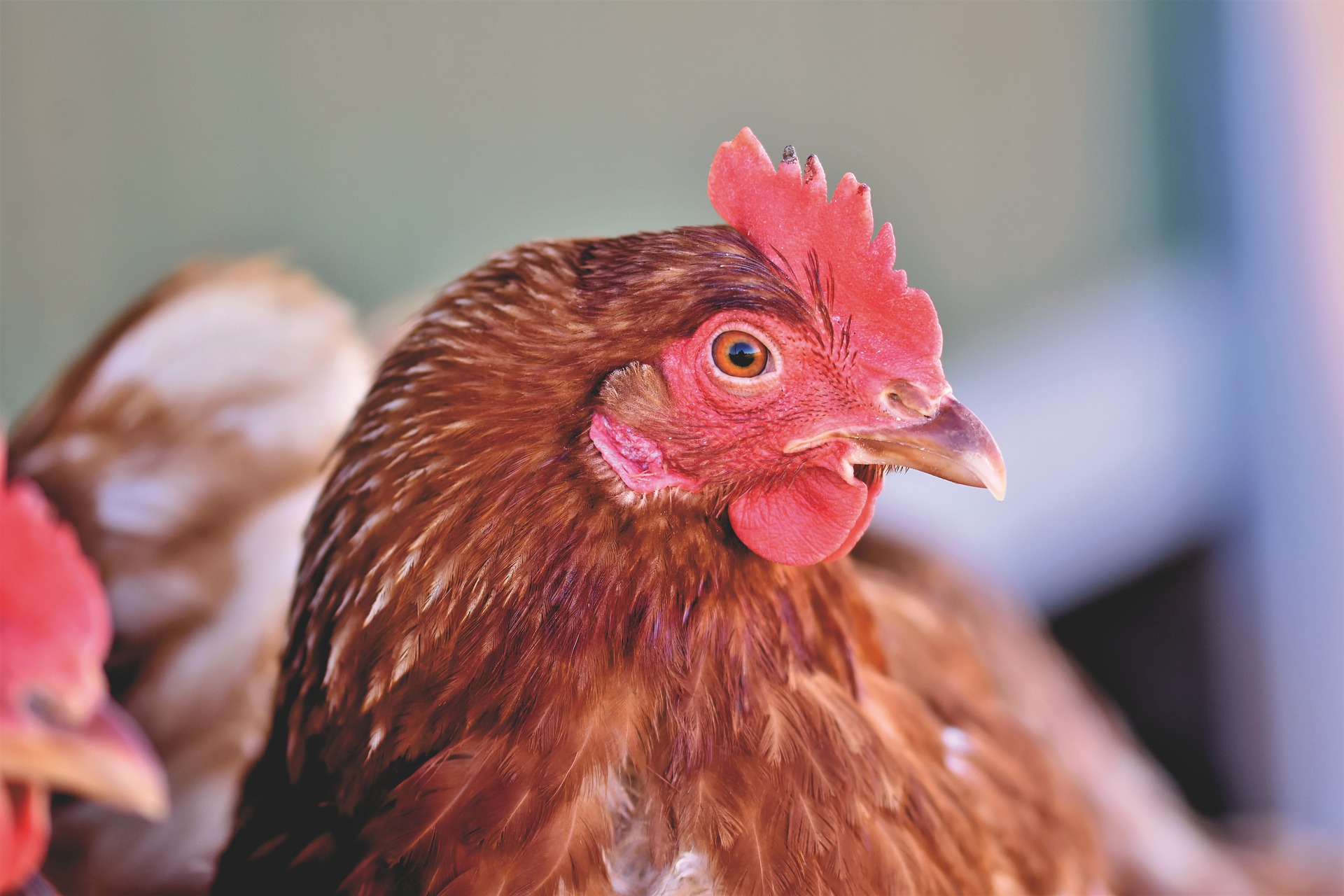 Froidchapelle: sauvetage de poules destinées à l’abattoir 