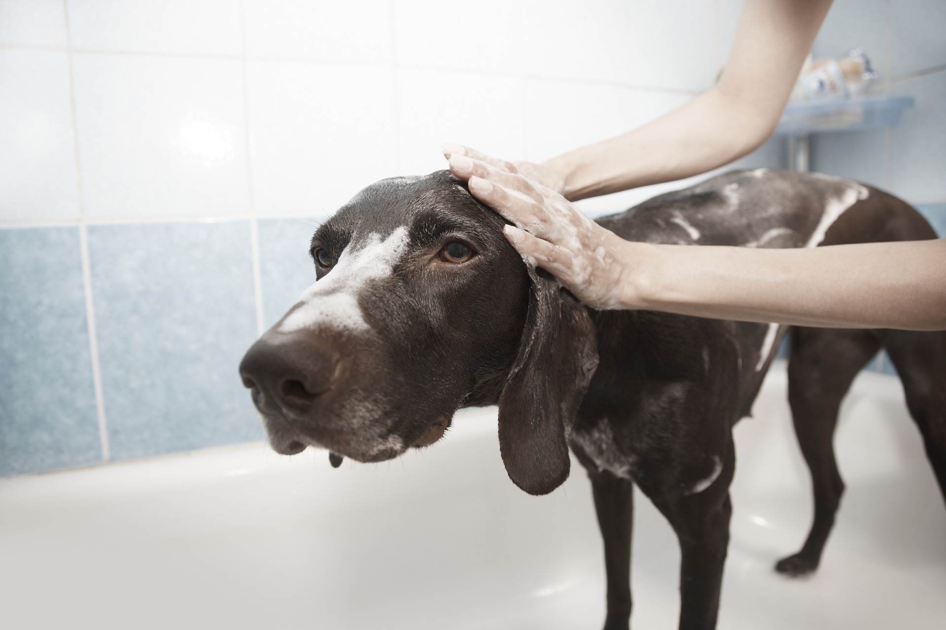 Fermeture des salons de toilettage: un échevin fleurusien est inquiet