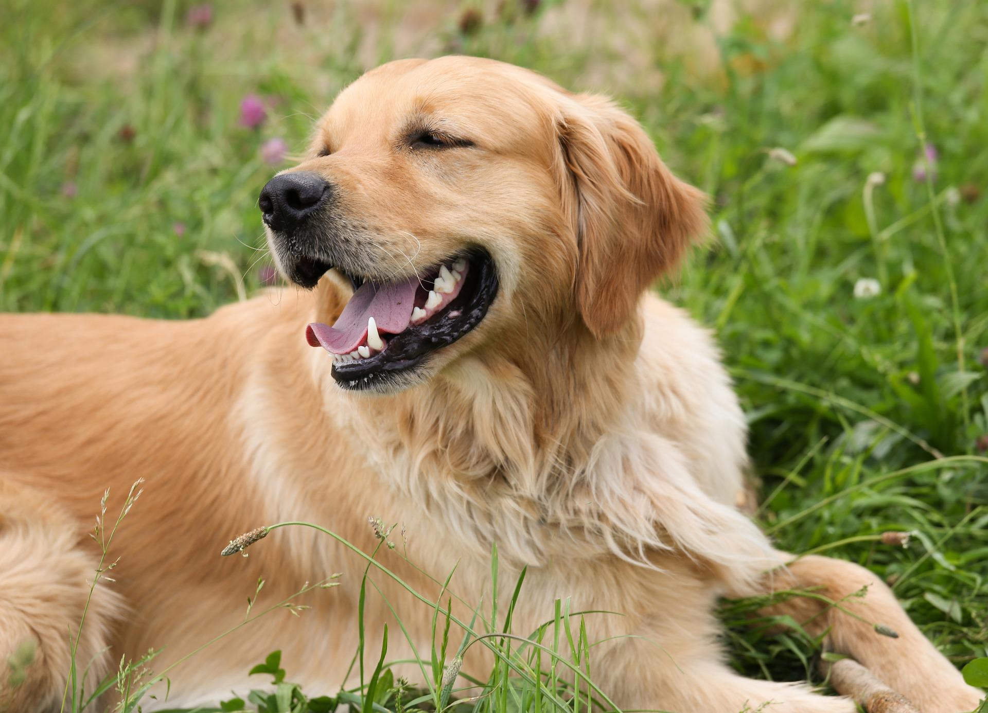 Courcelles: les travaux du parc canin ont débuté ! 