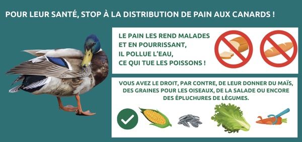 Montigny-le-Tilleul: stop à la distribution de pain aux oiseaux ! 