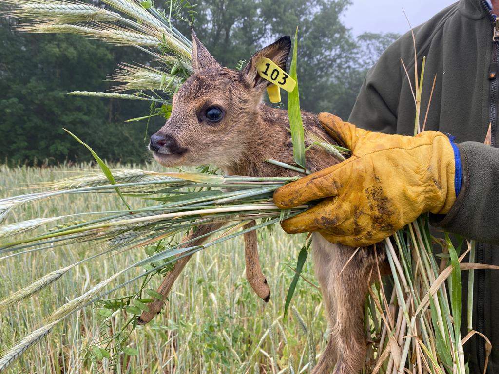 Lancement de l'opération "Sauvons Bambi 2023"