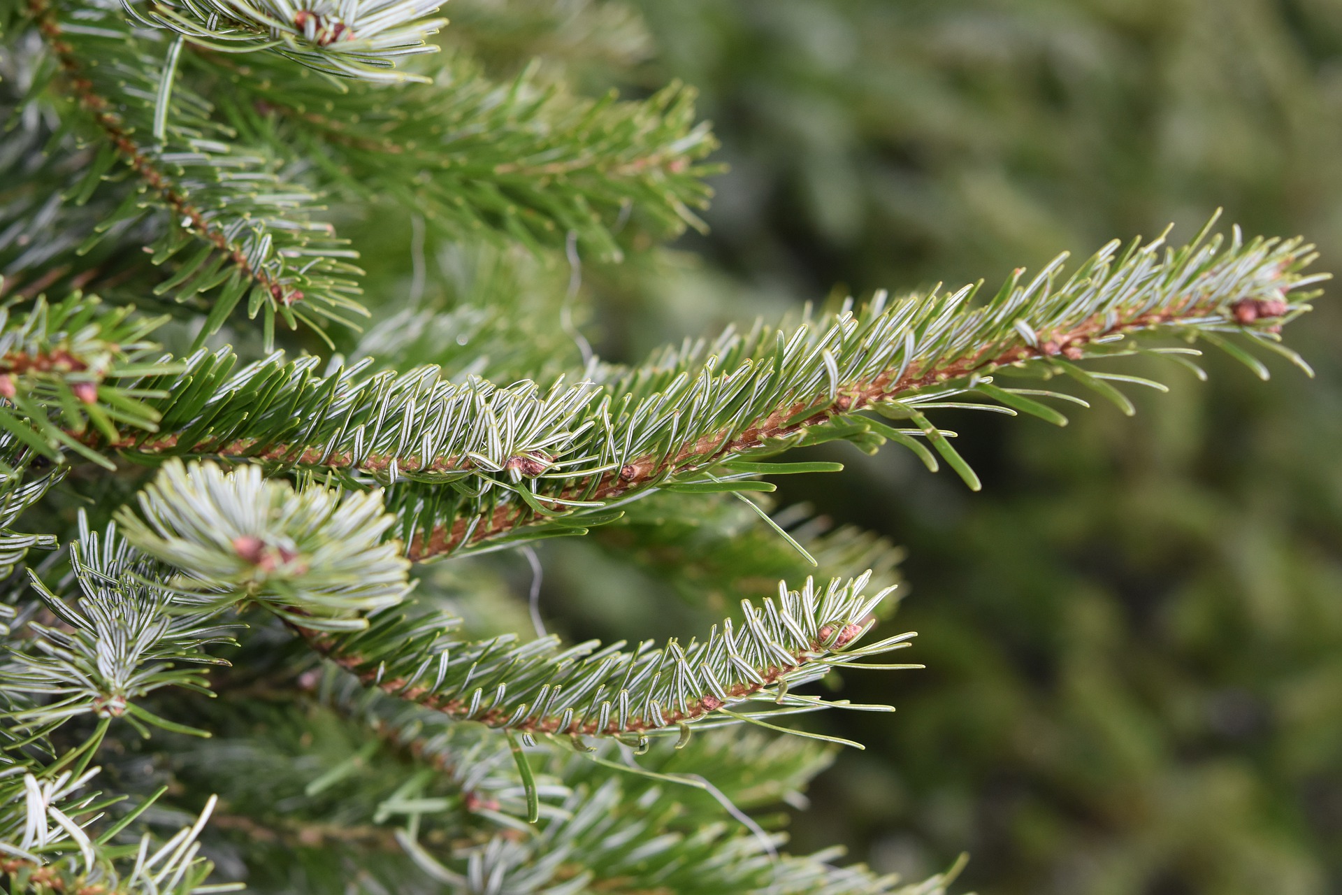 Tibi: collecte des sapins le 11 janvier 