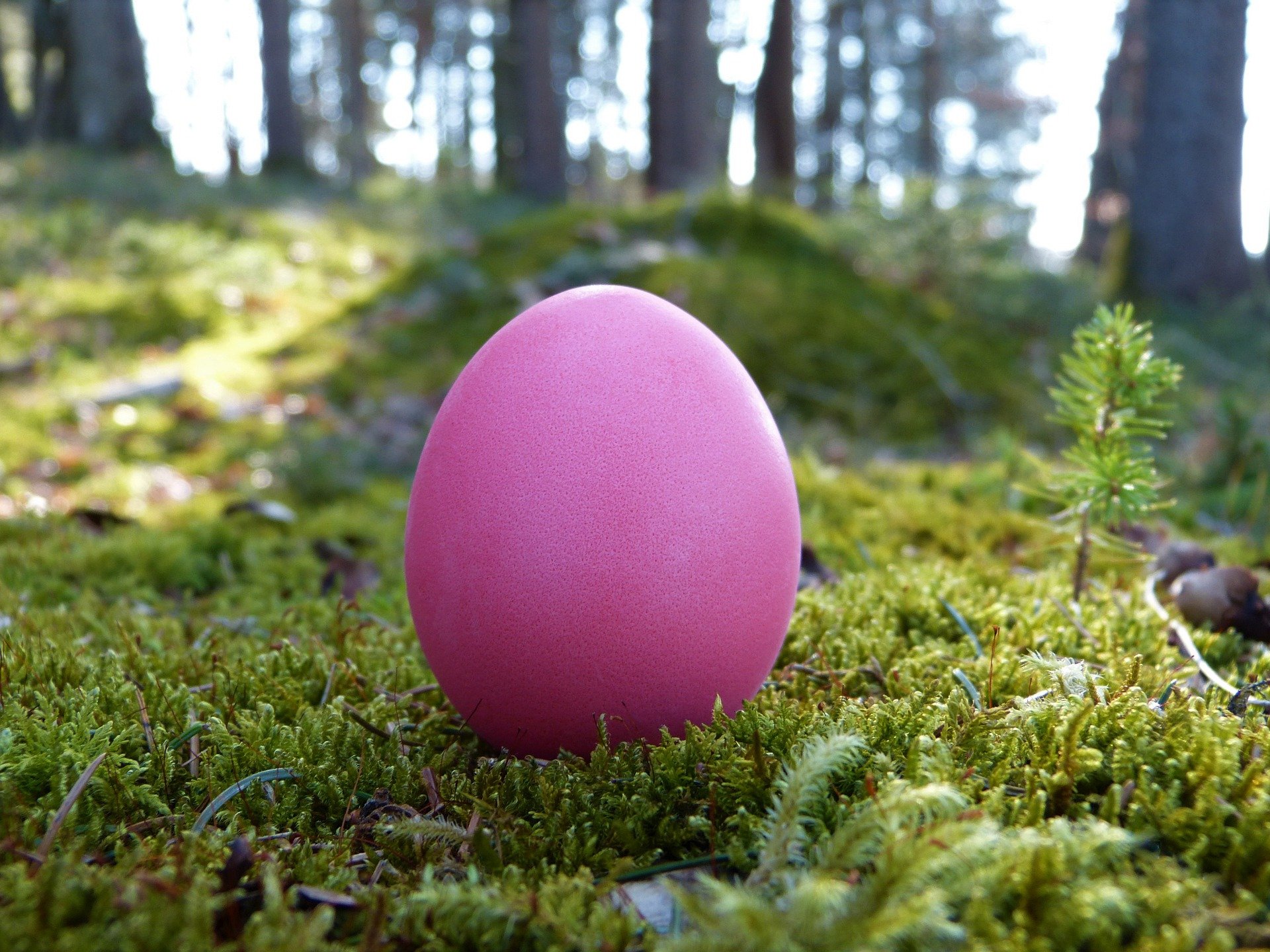 Une chasse aux oeufs à Rance ce vendredi 7 avril